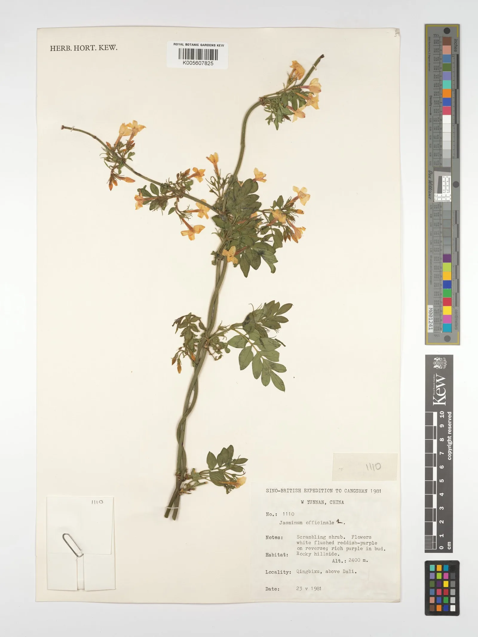 Jasminum officinale jasmine oil 5