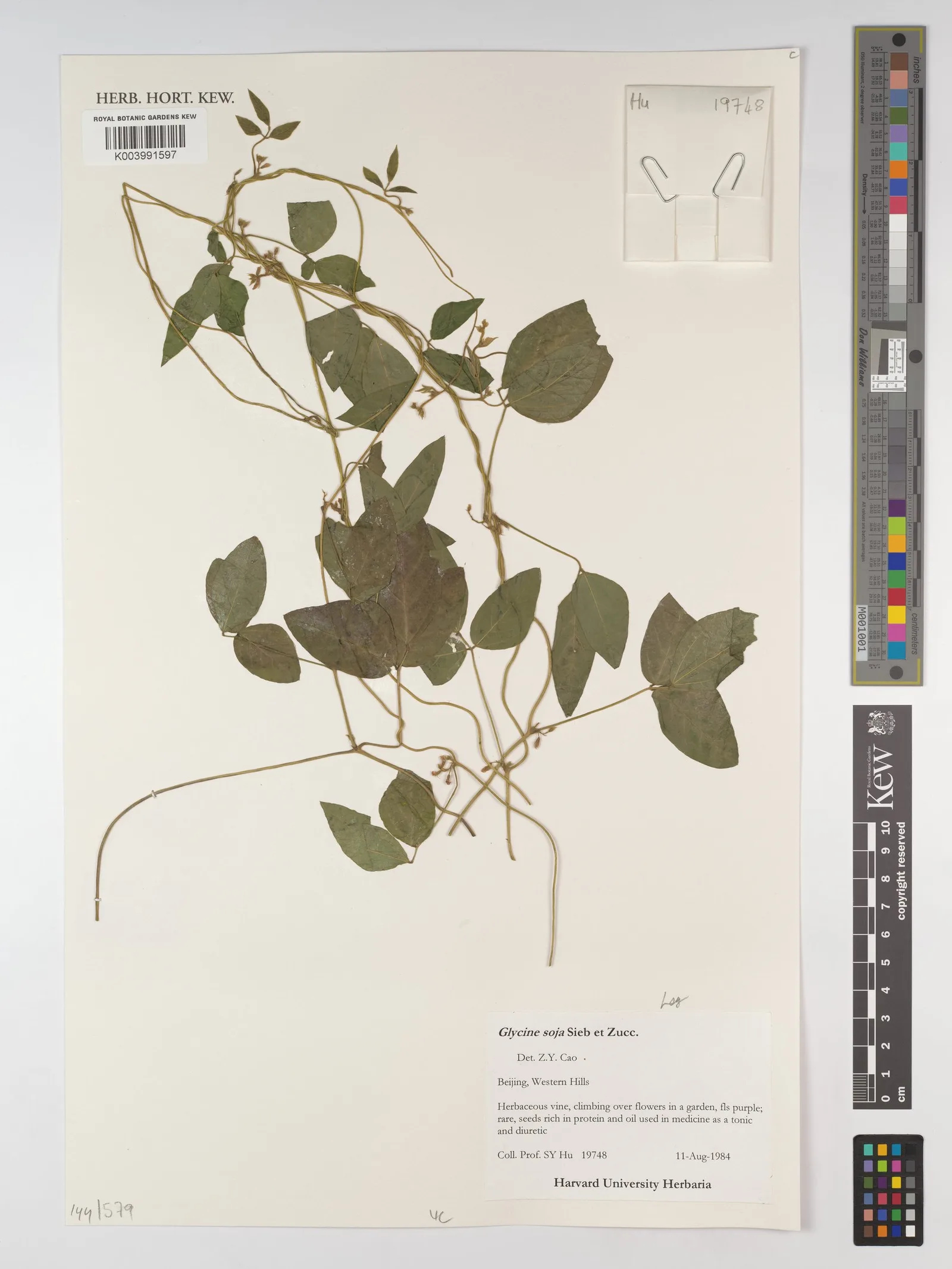 Glycine soja soybean oil 6