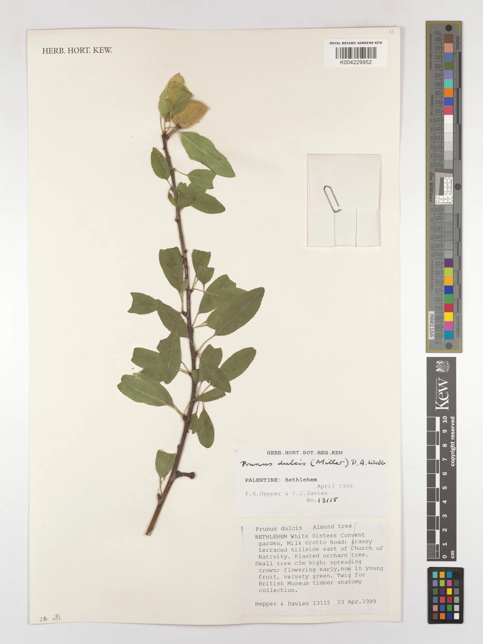Prunus dulcis 5