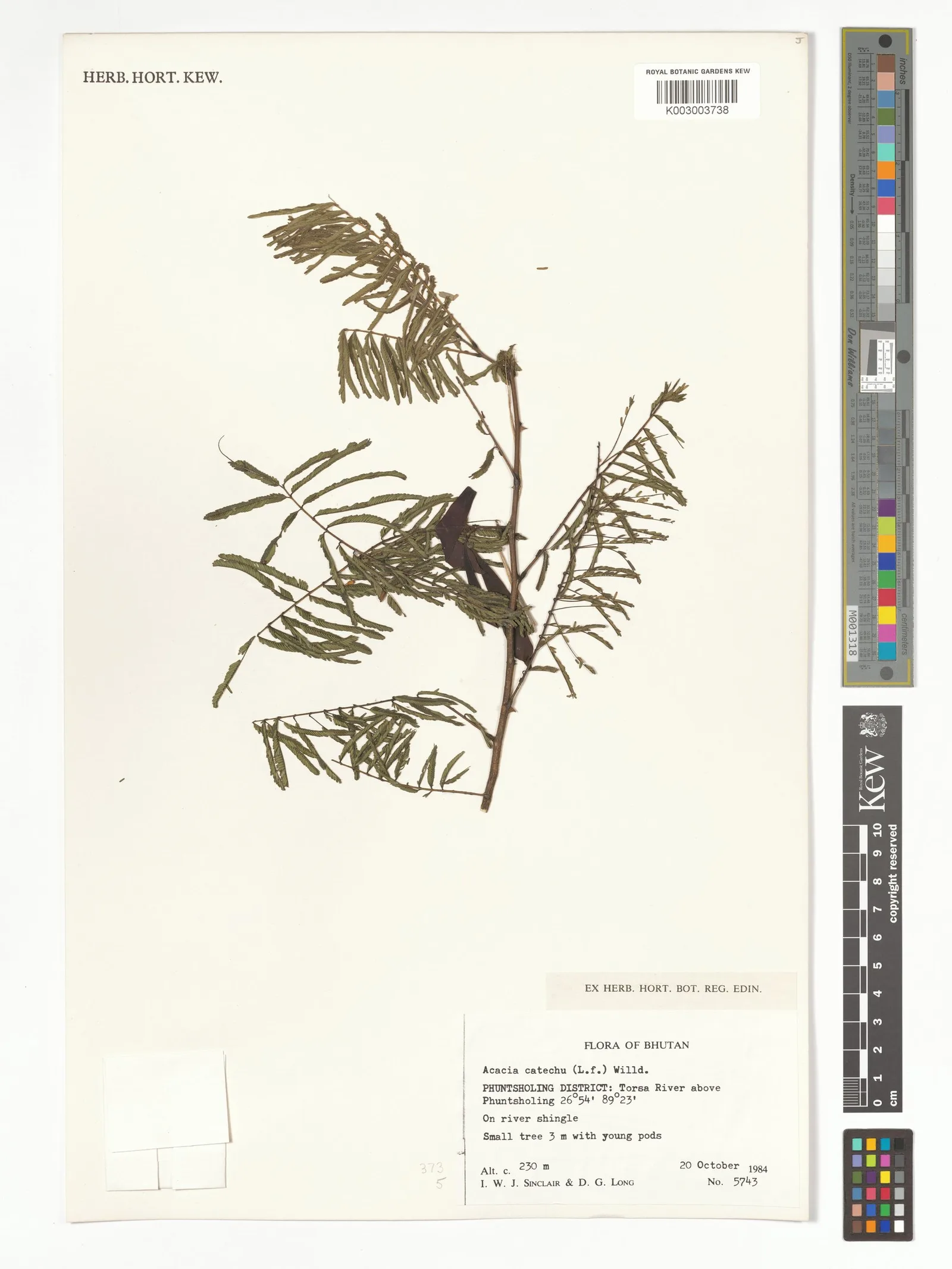 Acacia Catechu 5