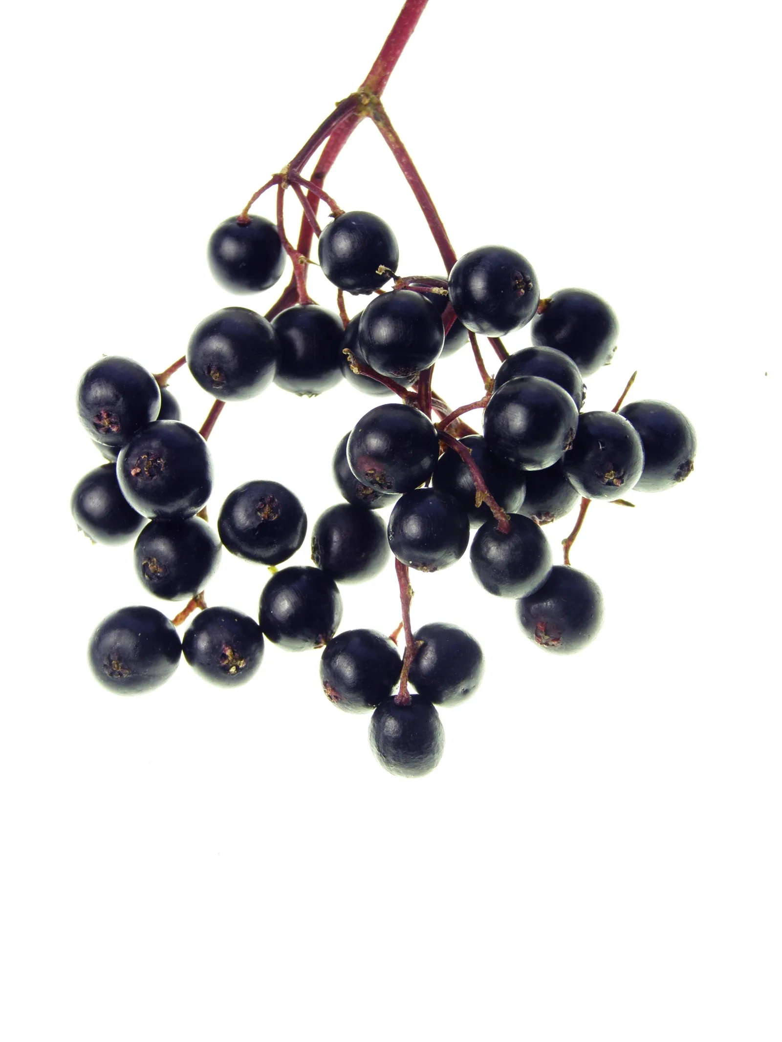 Sambucus nigra elder flower extract 9