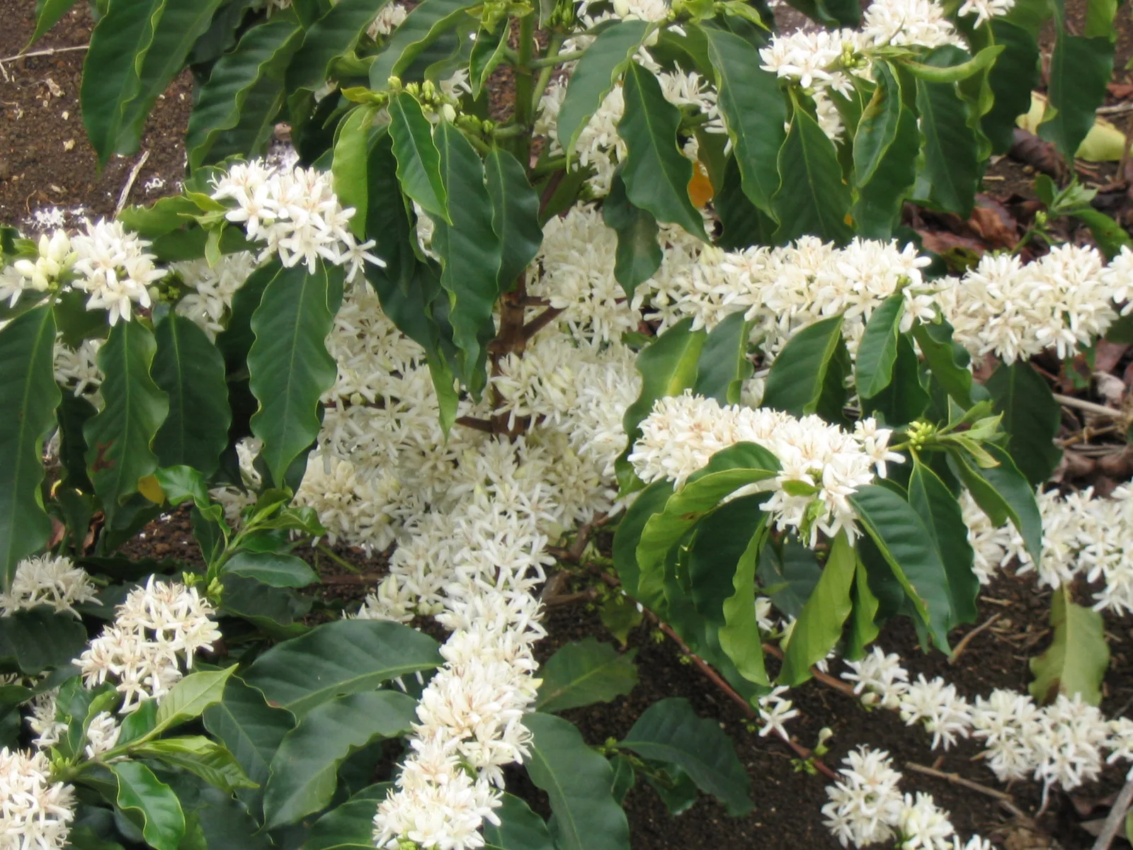 Coffee Seed Oil Polyglyceryl-6 Esters 2