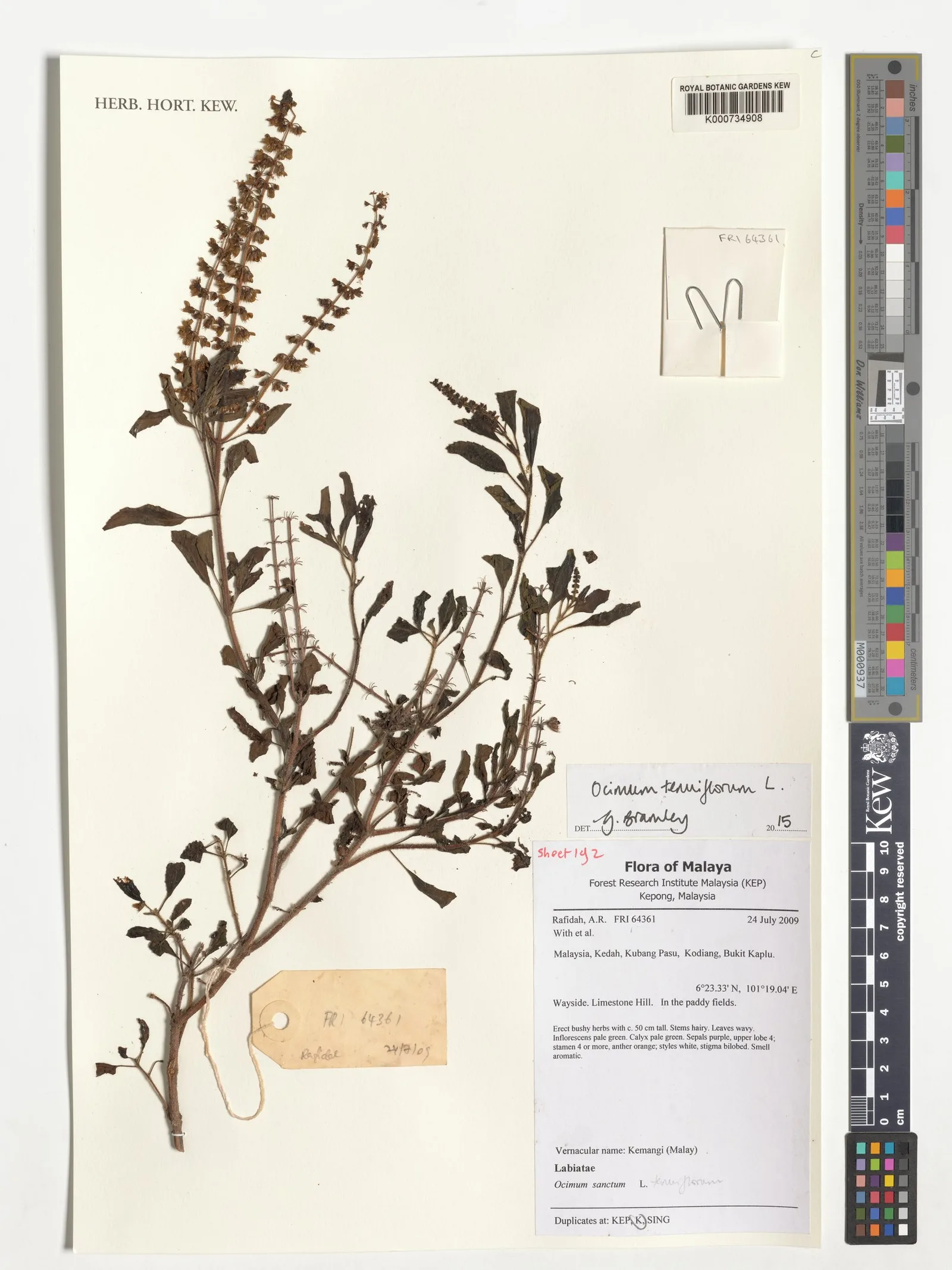 Ocimum tenuiflorum (Tulsi) water 8
