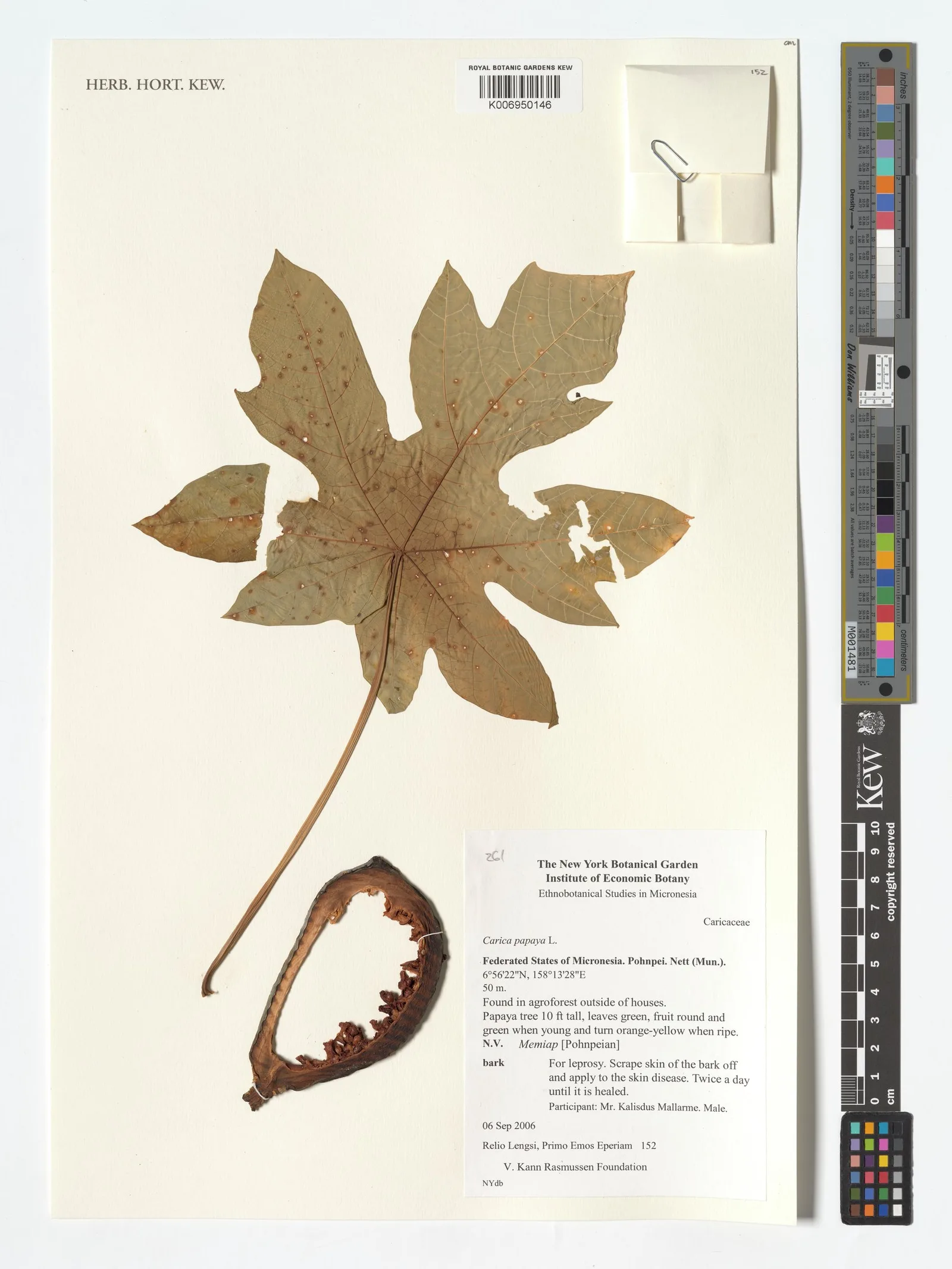 Carica papaya papaya leaf extract 8