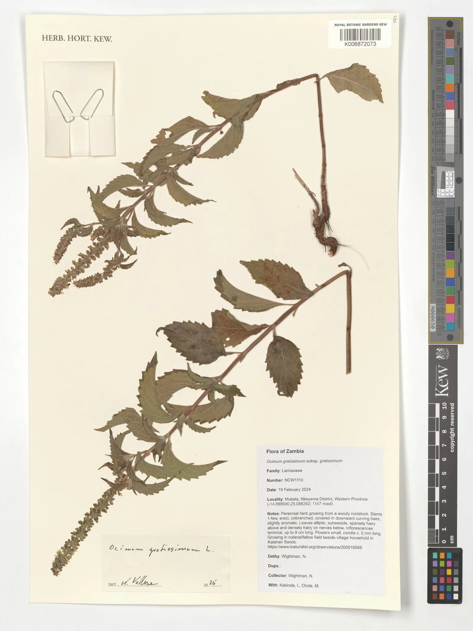 Ocimum 1