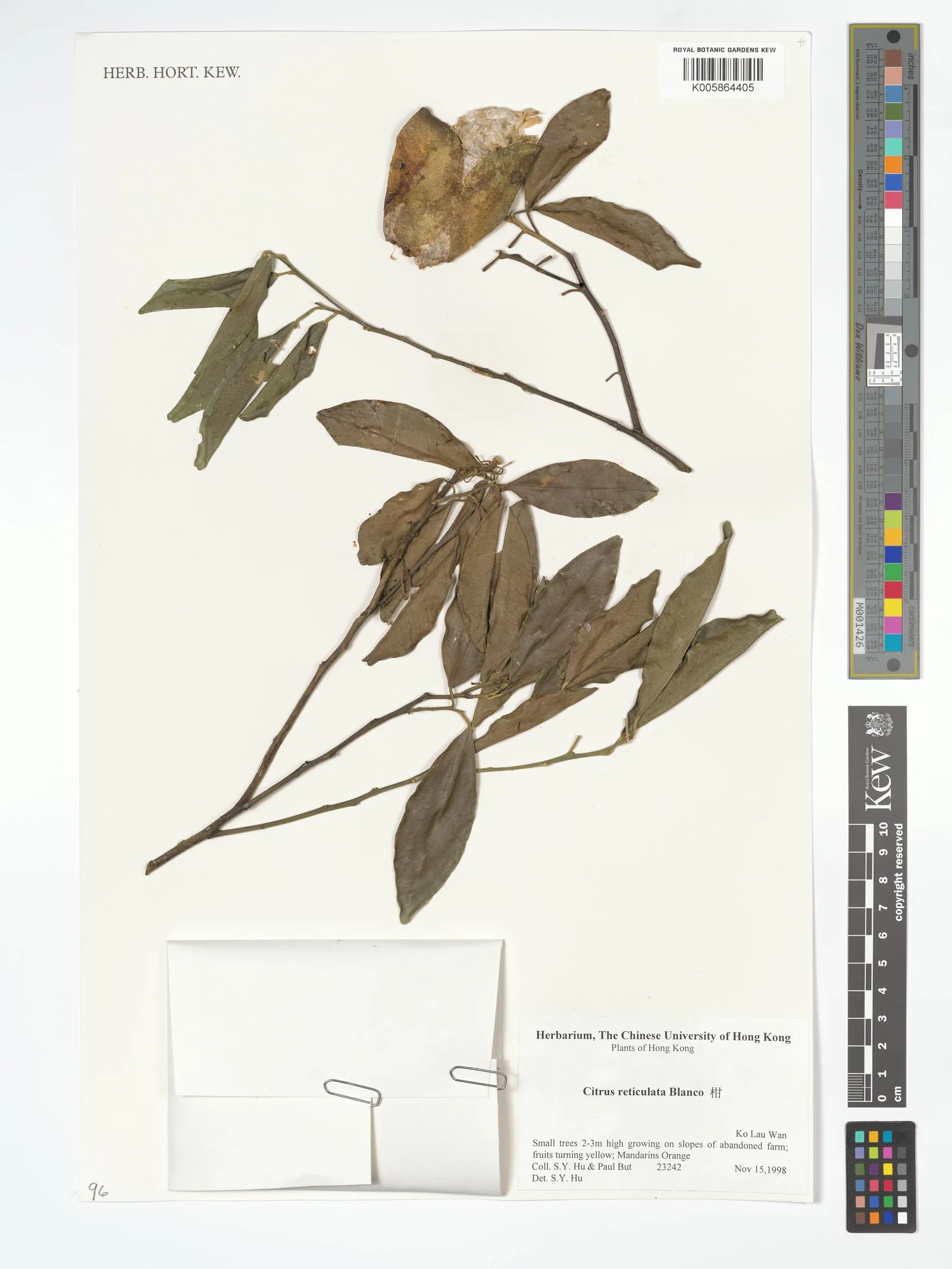 Citrus reticulata (Tangerine) peel powder 10