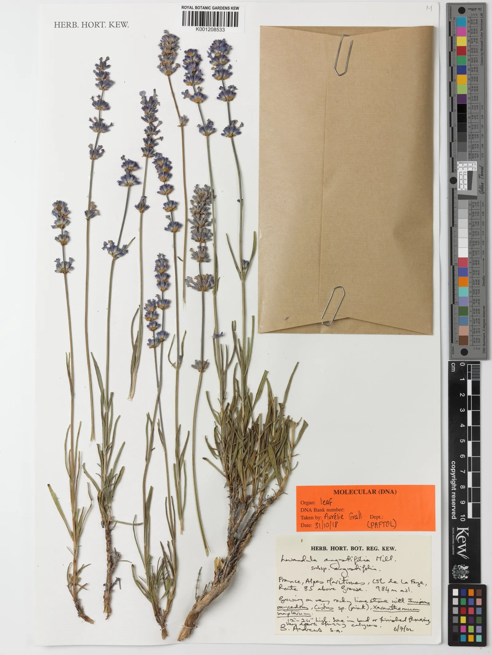 Lavandula angustifolia lavender flower leaf stem extract 4