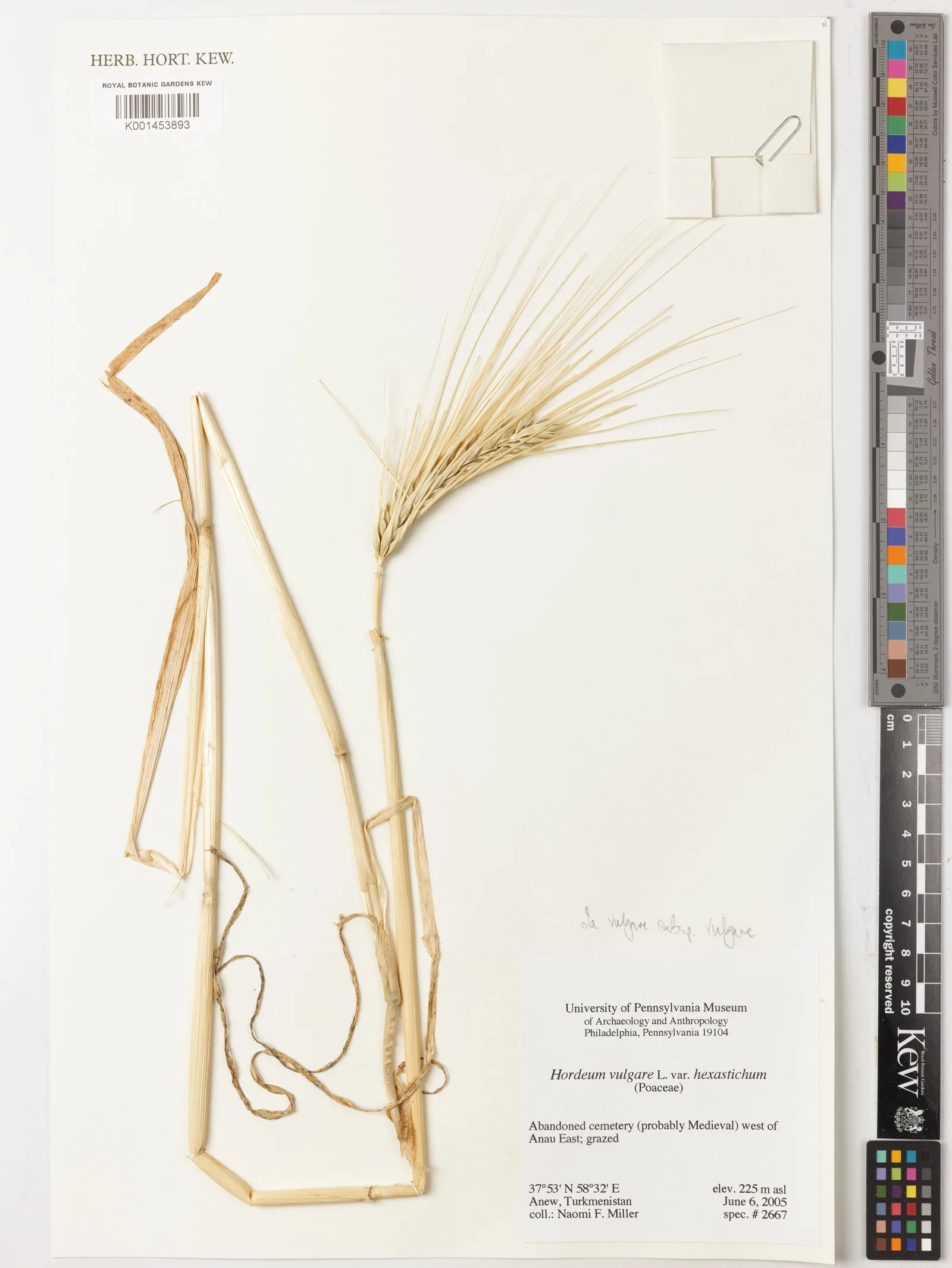 Hordeum vulgare juice 8