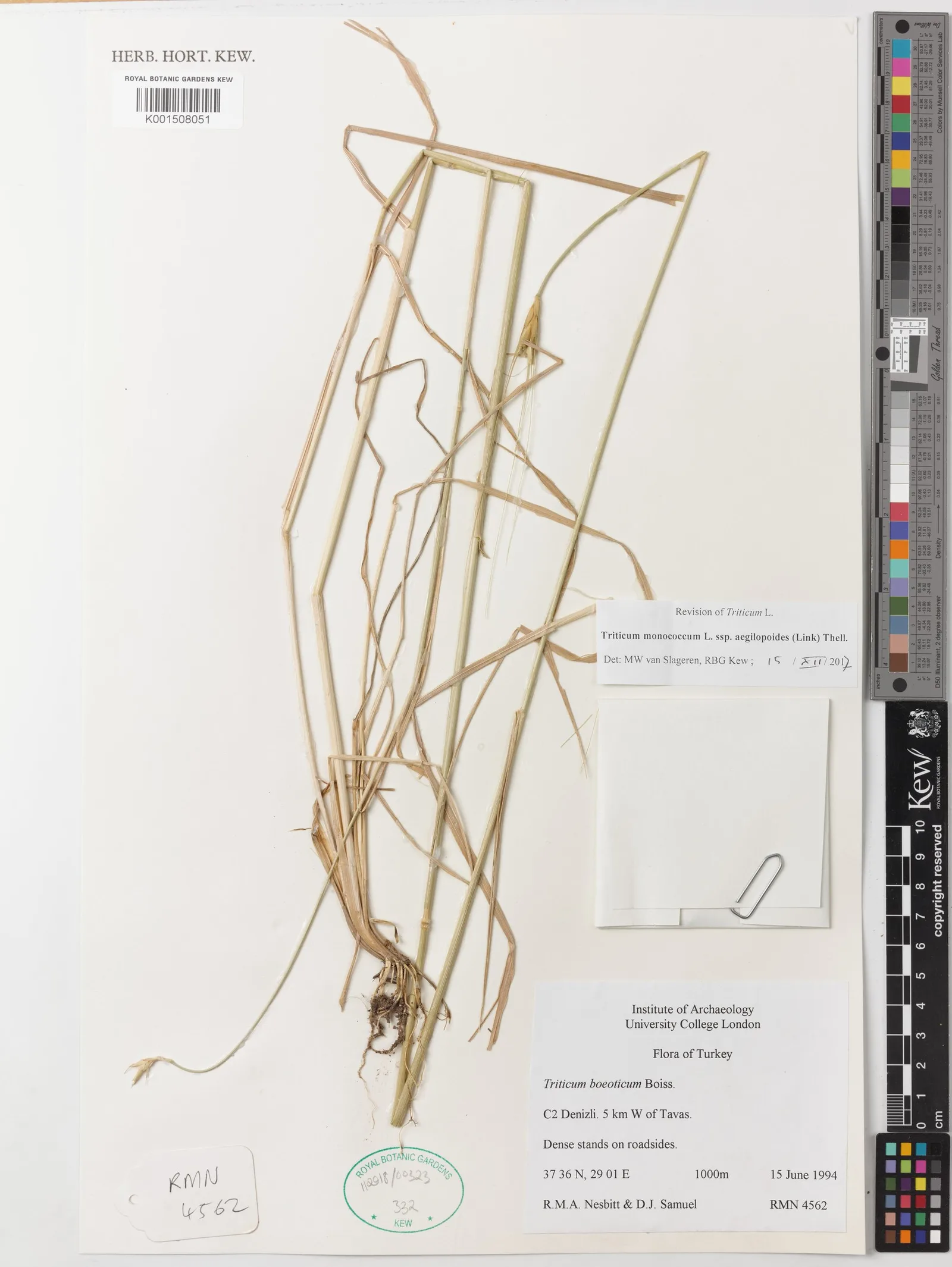 Triticum monococcum (Wheat) stem water 6