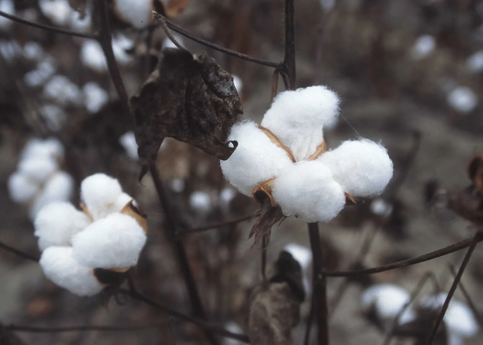 Cottonseed (Gossypium) Oil 3