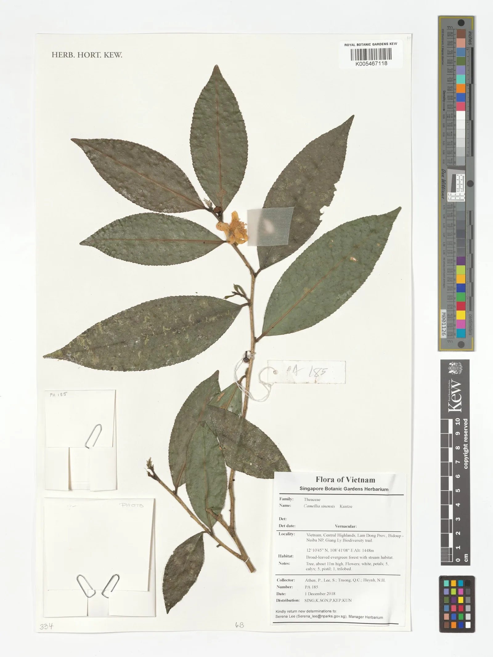 Camellia Sinensis Catechins 2
