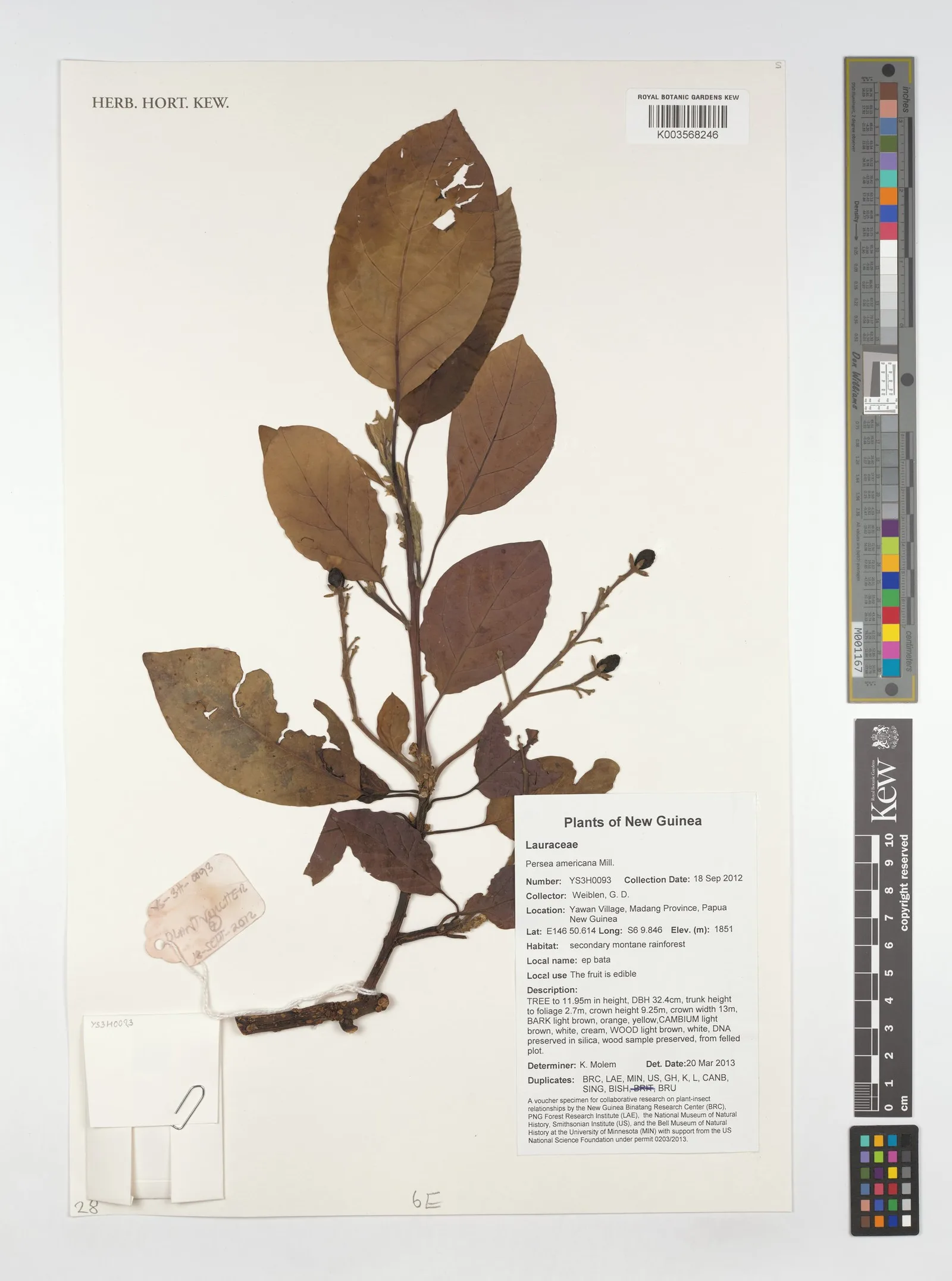 Persea gratissima (Avocado) sterols 10