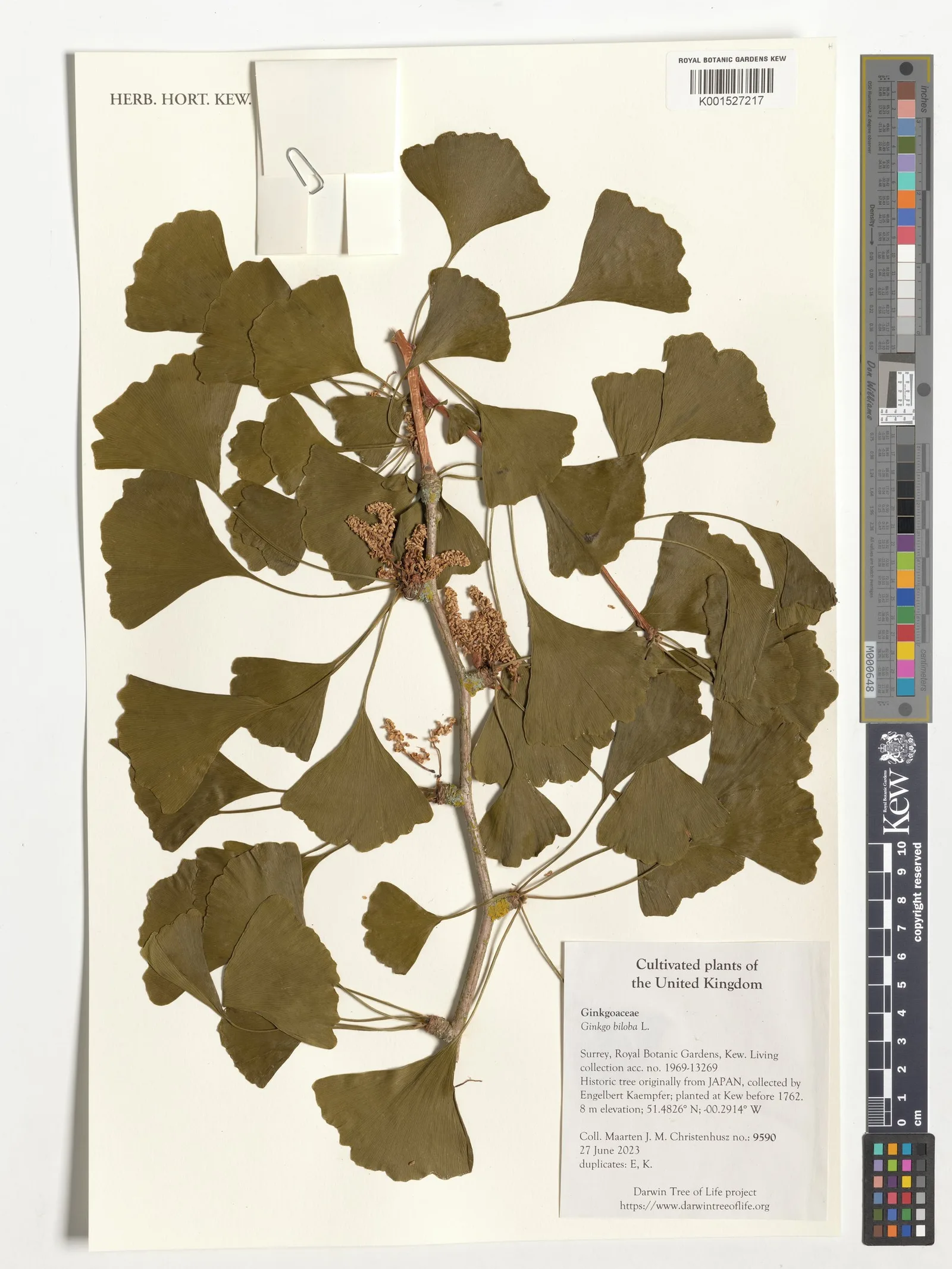 Ginkgo Biflavones 1