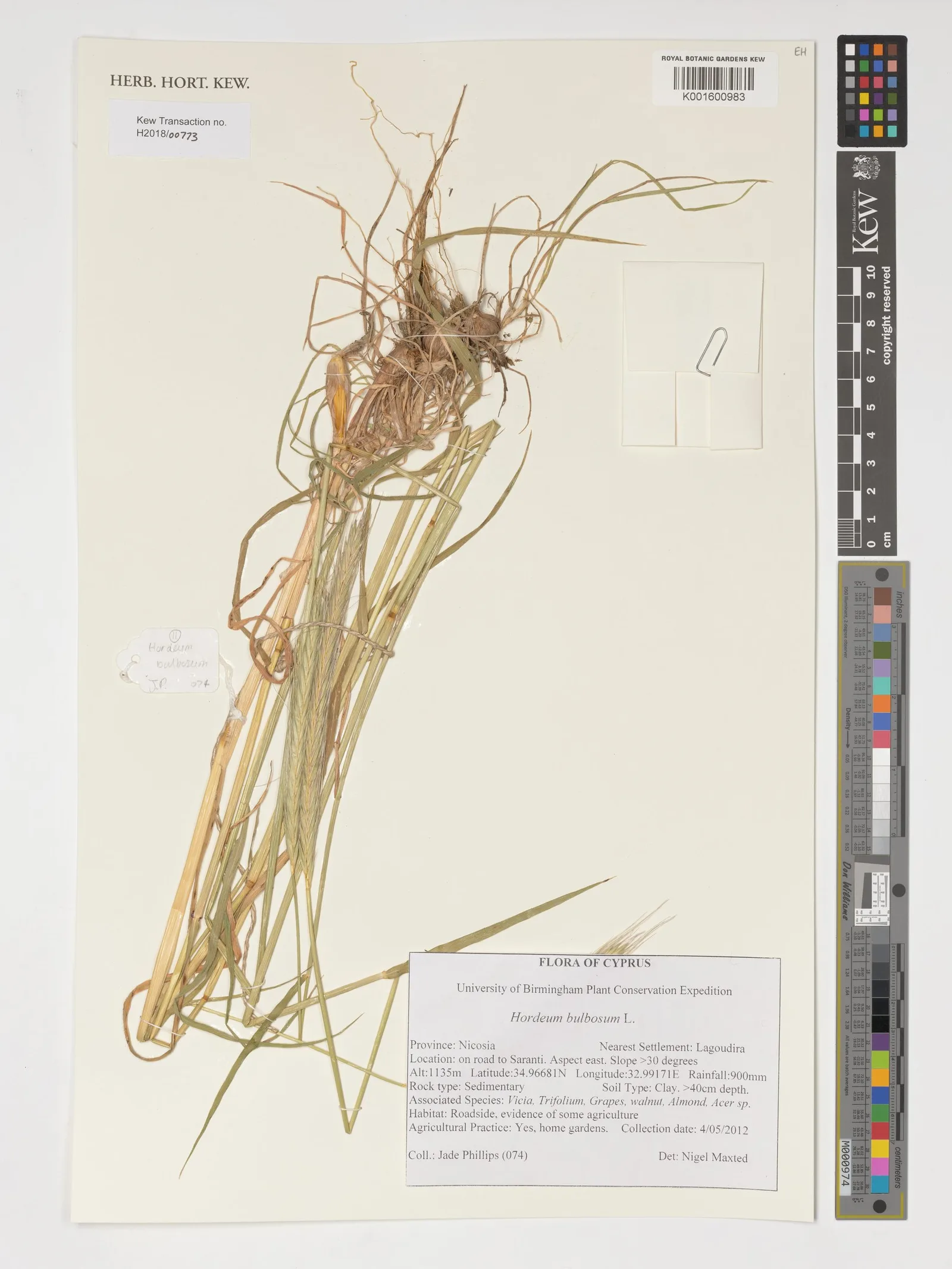 Triticum vulgare (Wheat) bran lipids 6