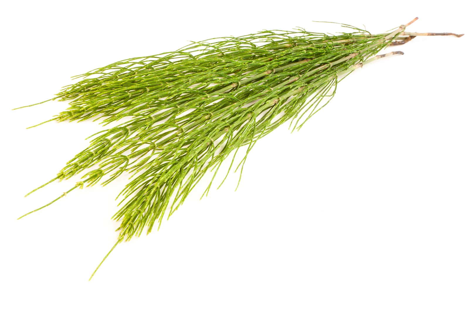 Equisetum arvense leaf powder 6