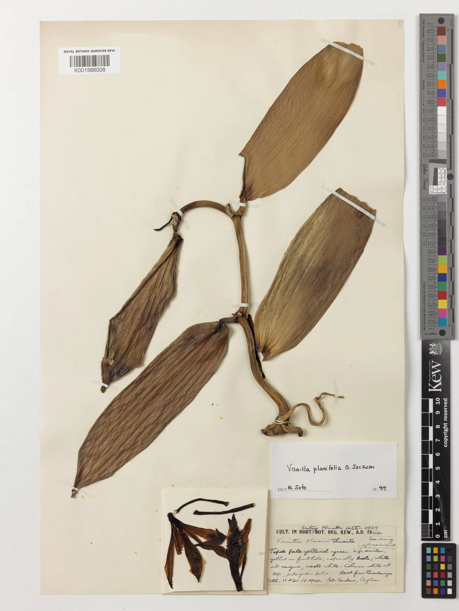Vanilla Plantifolia Fruit Extract 2