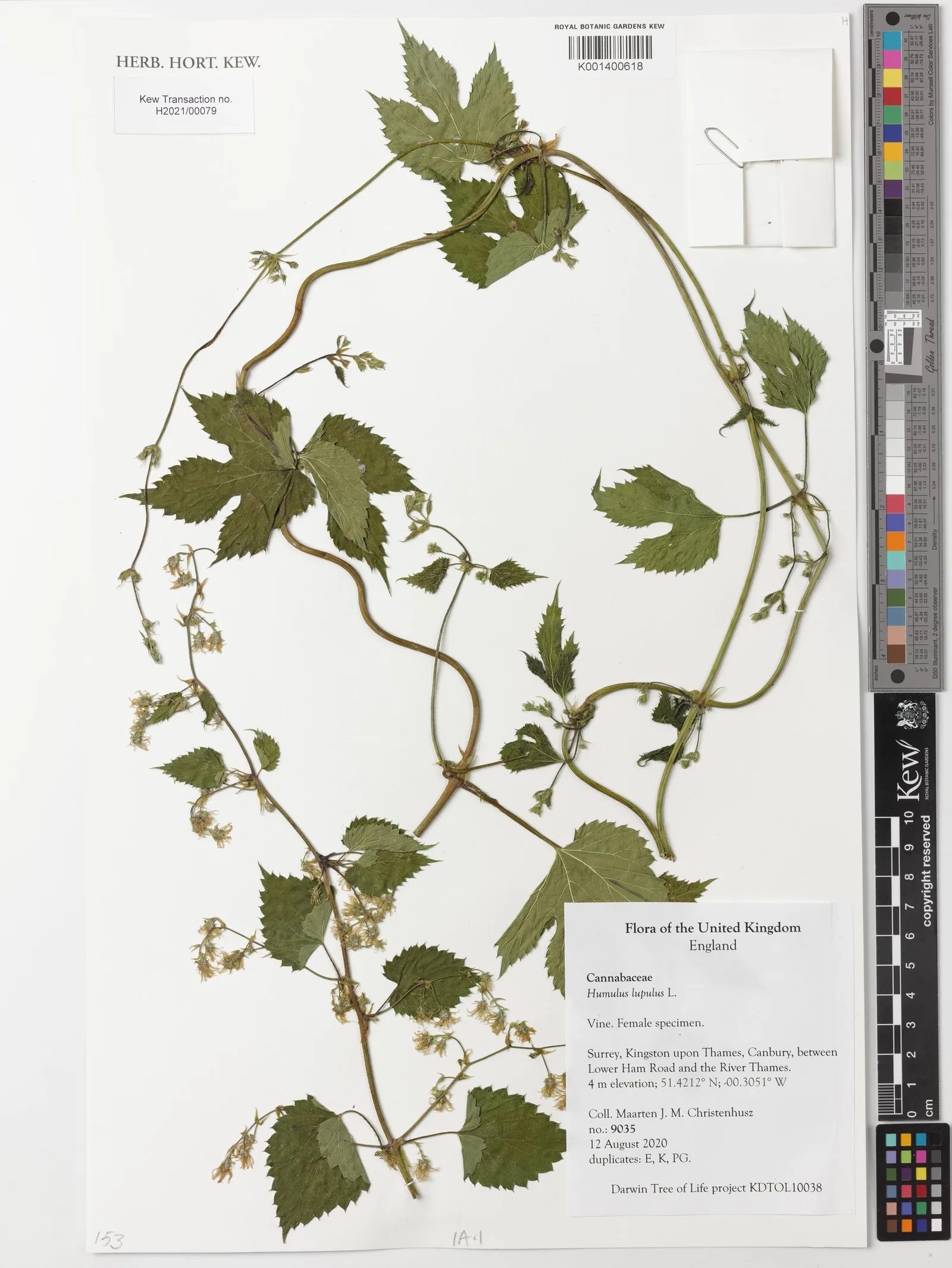 Humulus lupus strobile 2