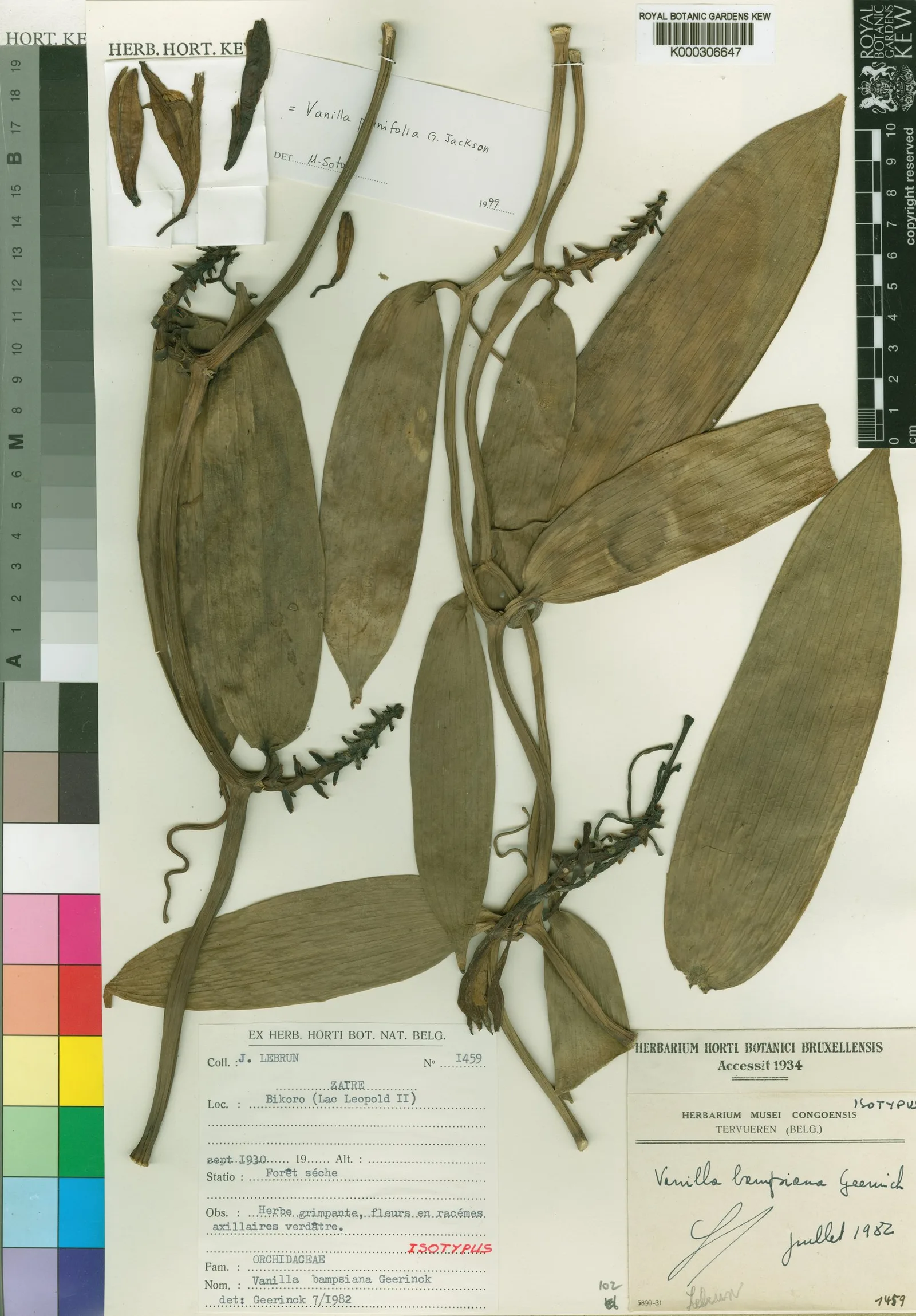 Vanilla Plantifolia Fruit Extract 1