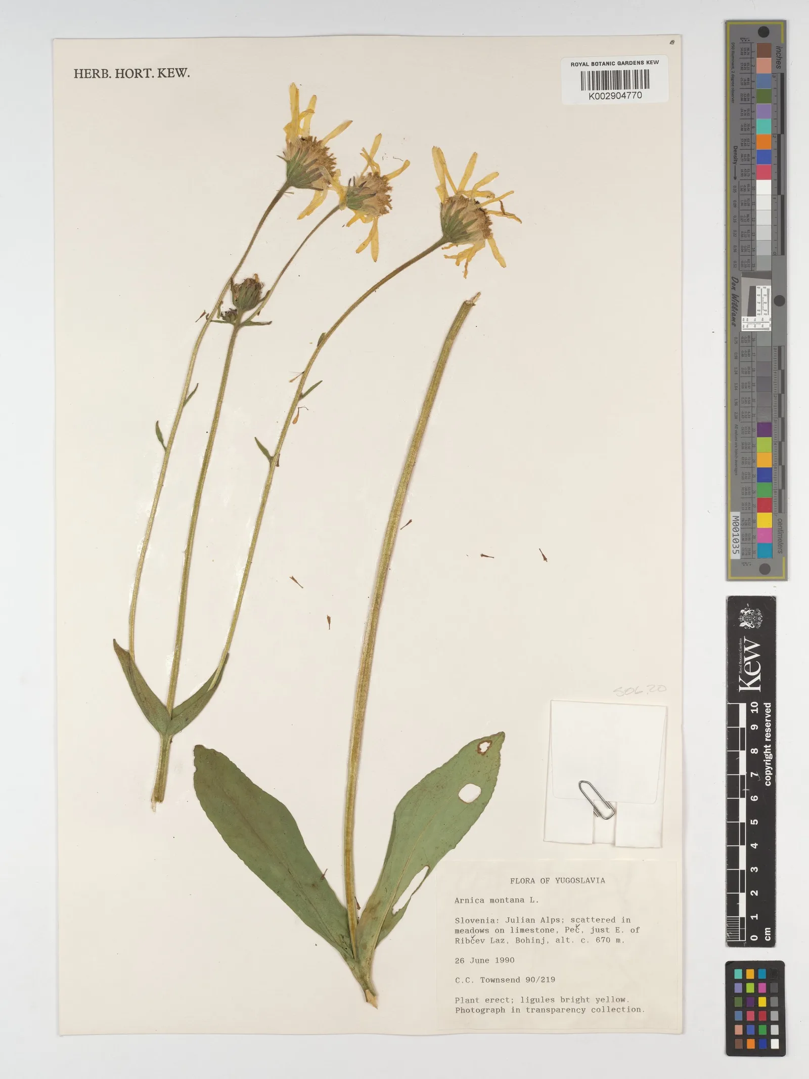 Arnica Montana 7