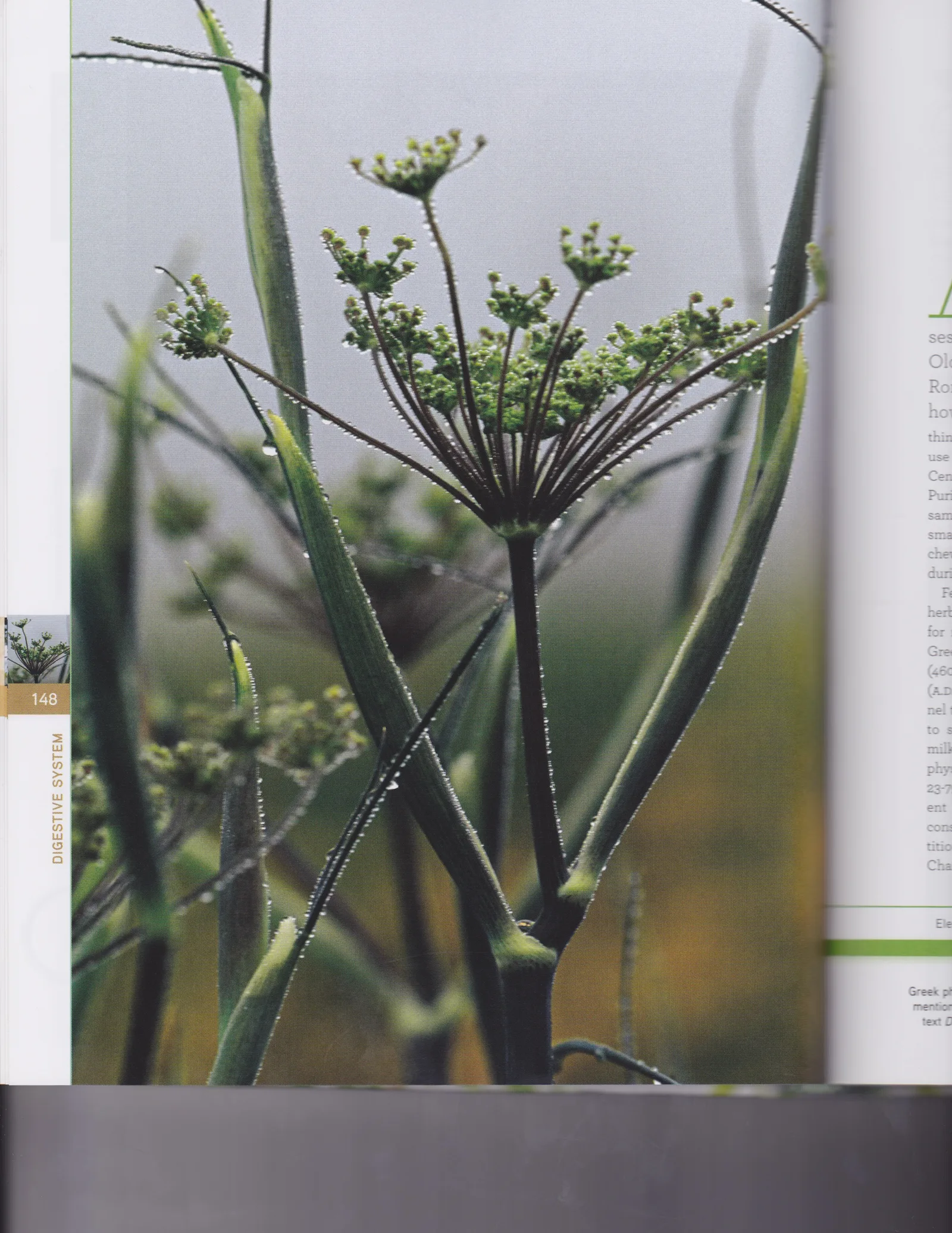 Fennel 2