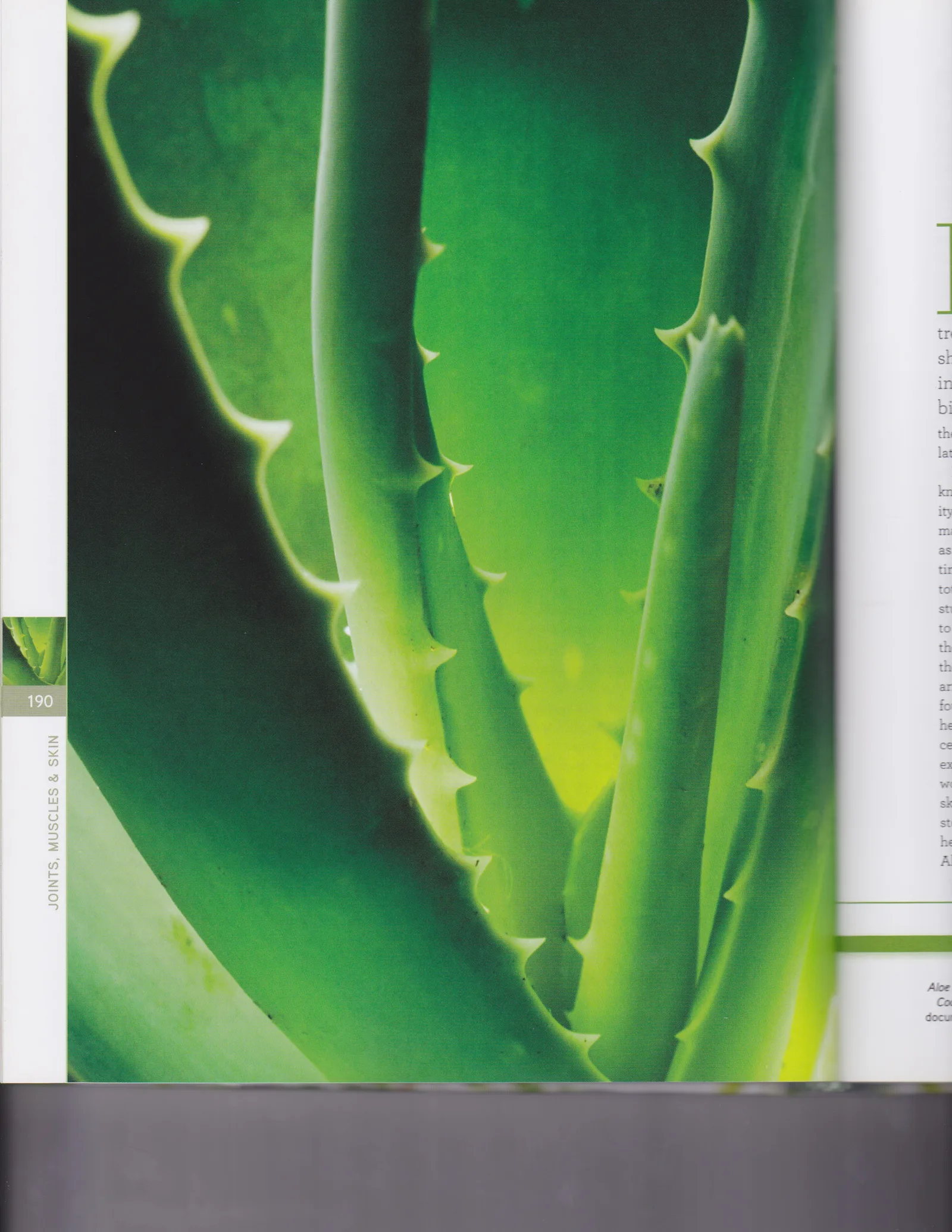 Aloe Vera 2