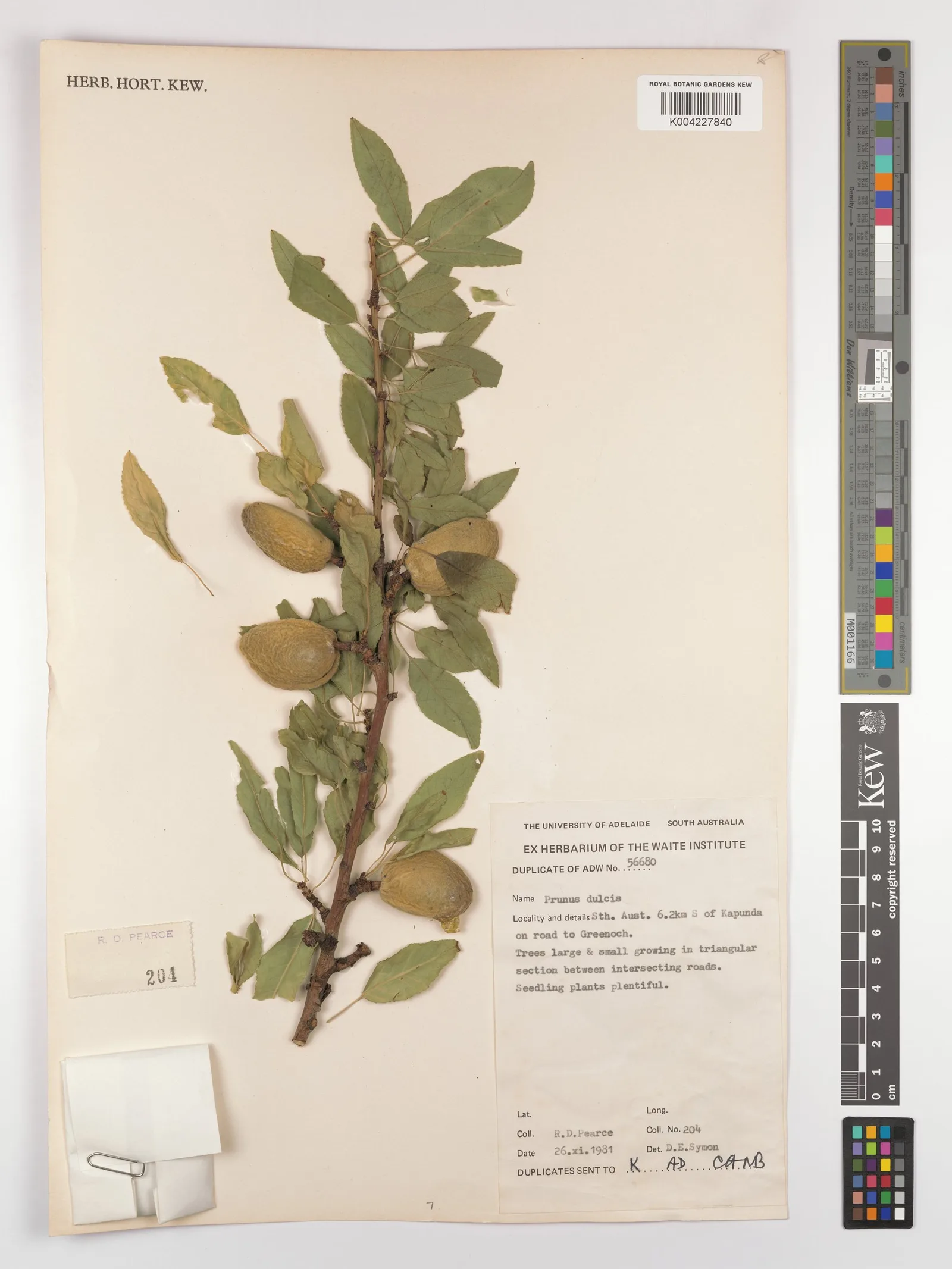 Prunus dulcis 6