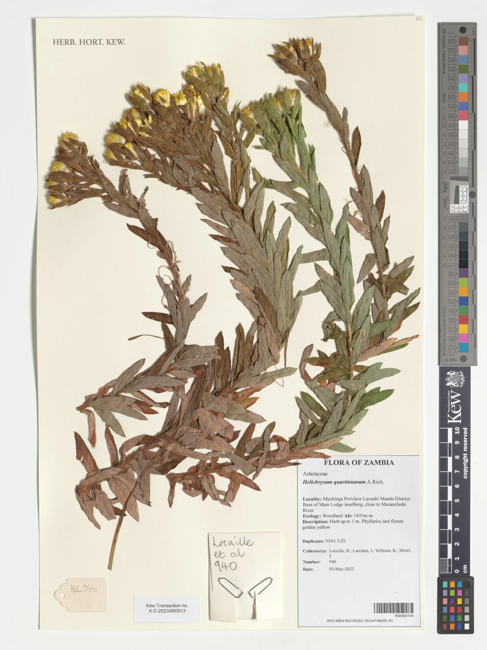 Helichrysum 6
