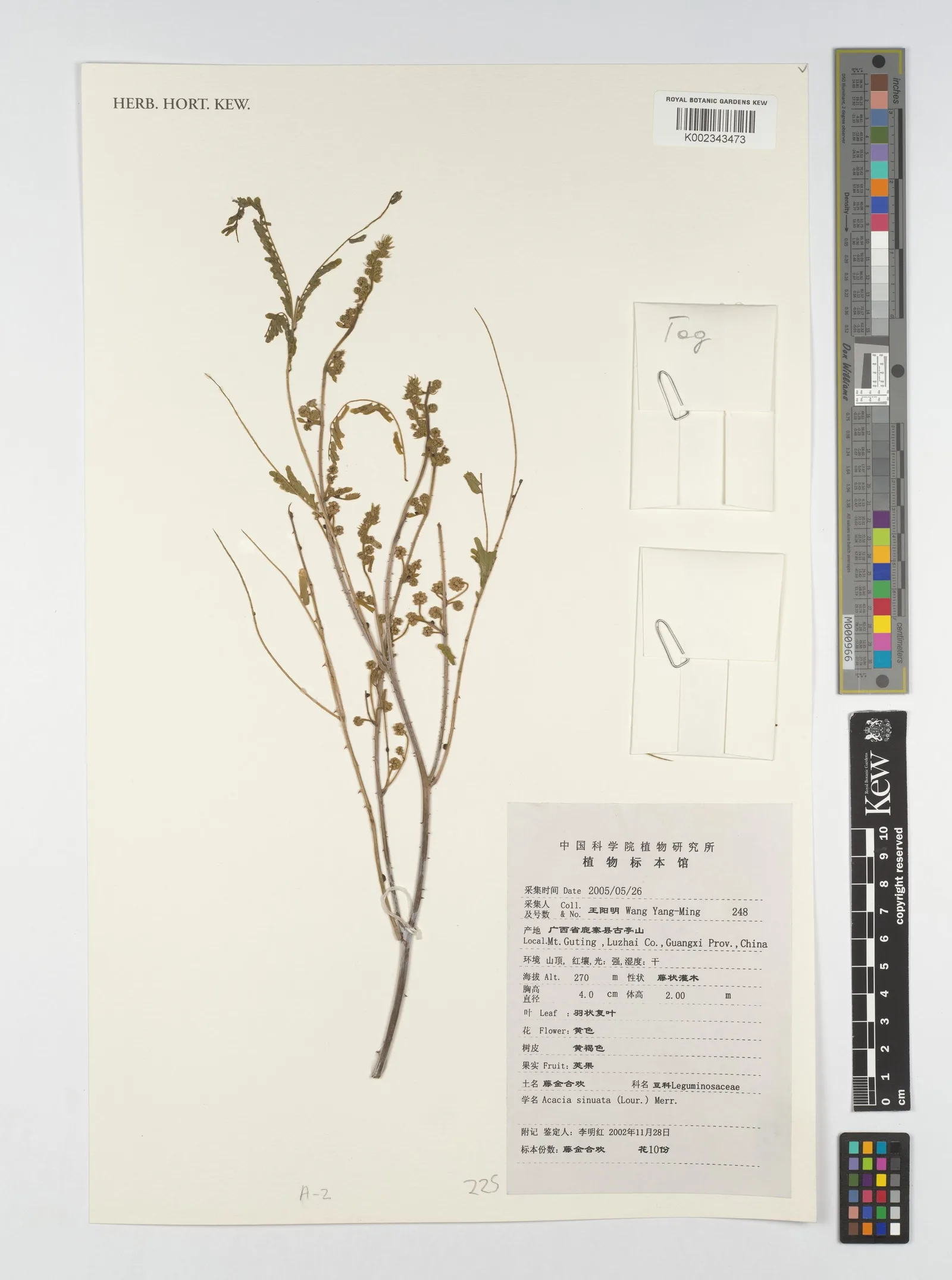Acacia Concinna 5