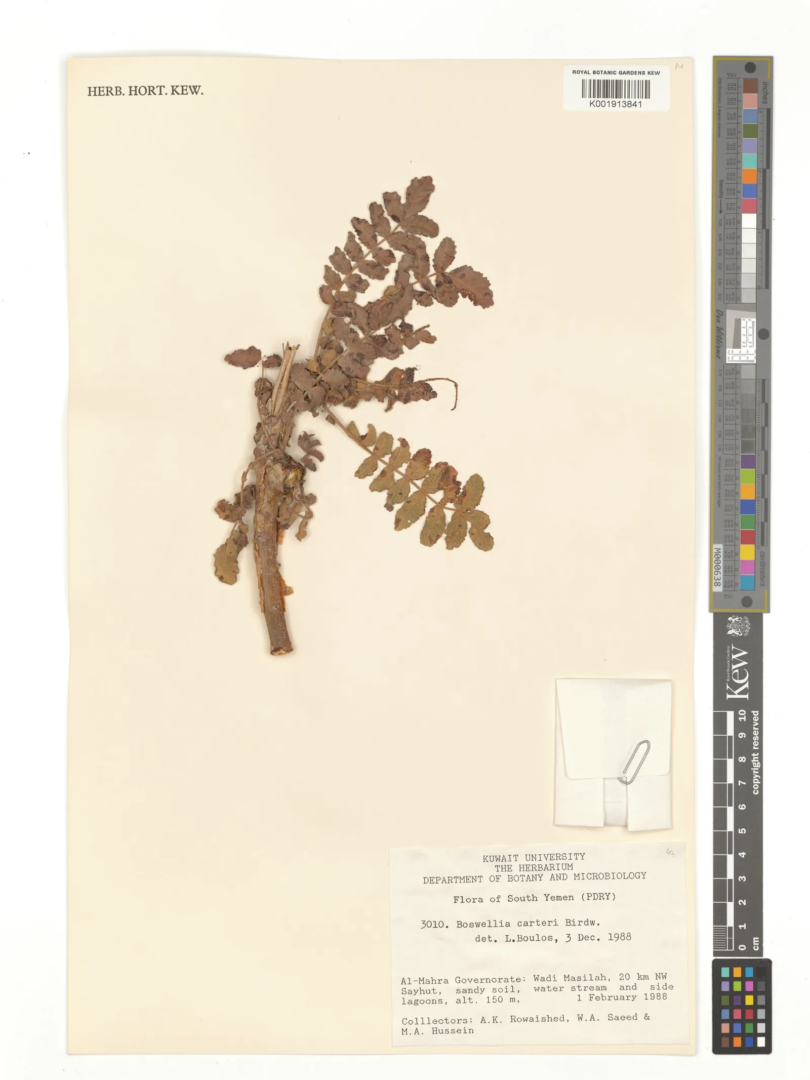 Boswellia carteri frankincense oil 7