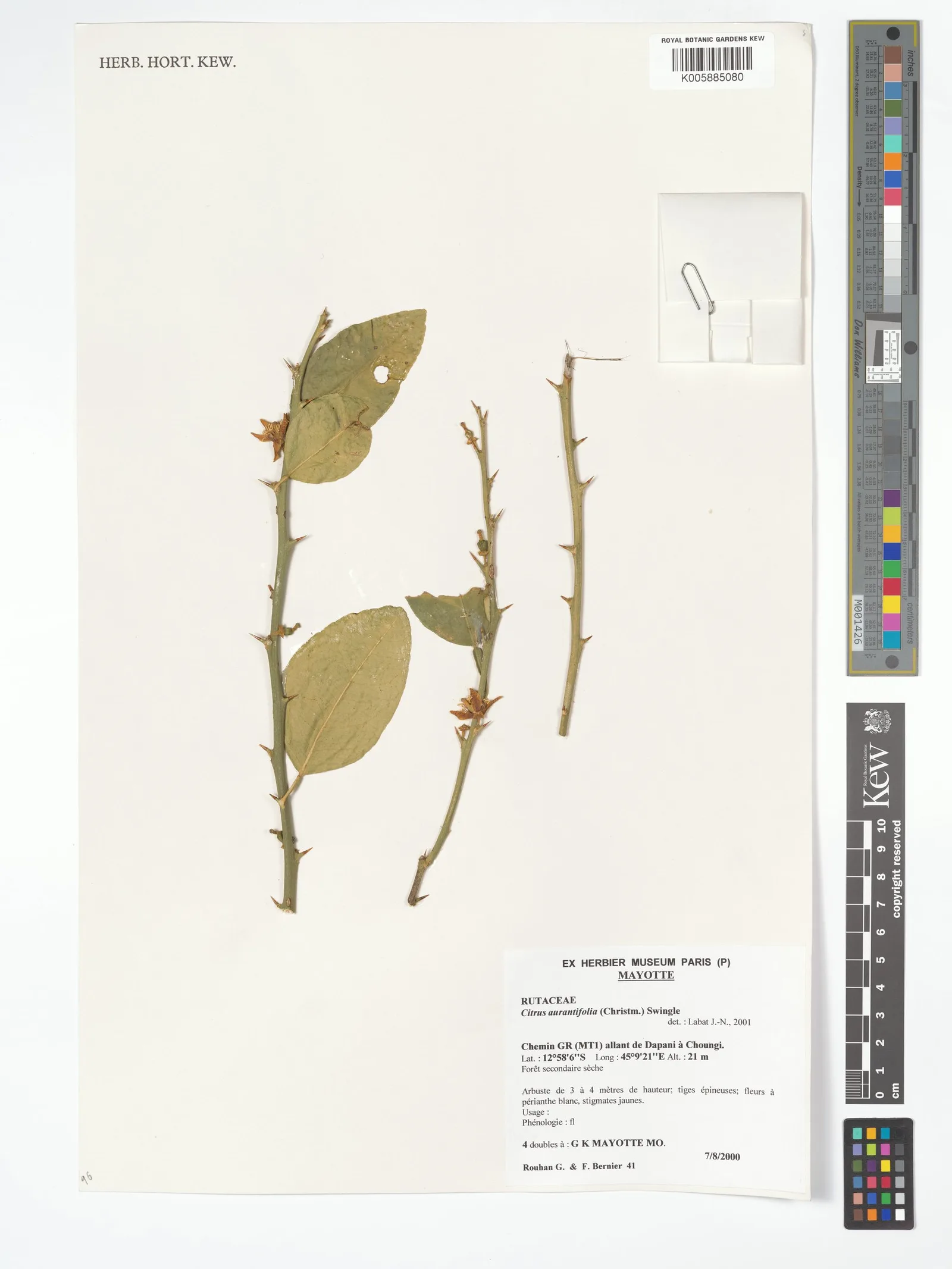 Citrus aurantifolia (Lime) peel powder 5
