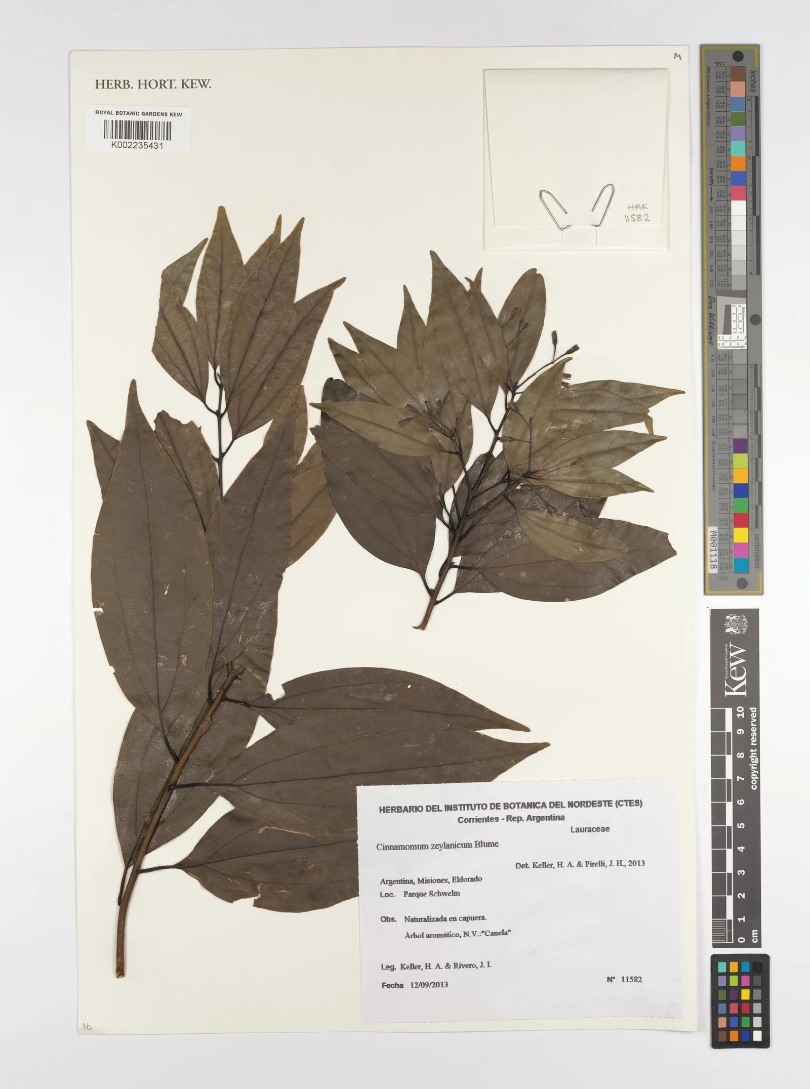 Cinnamomum zeylanicum 1