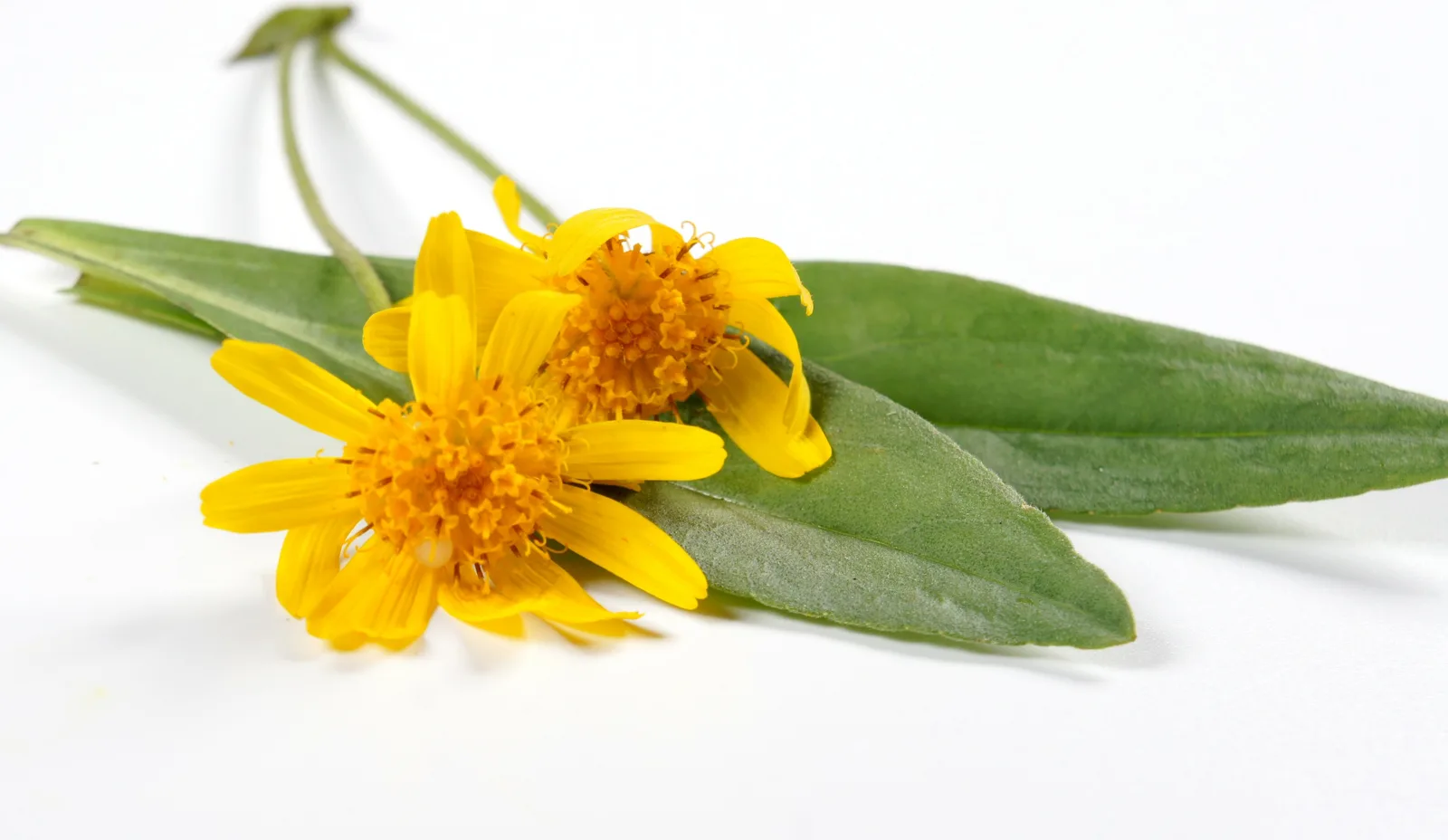 Arnica Montana 3