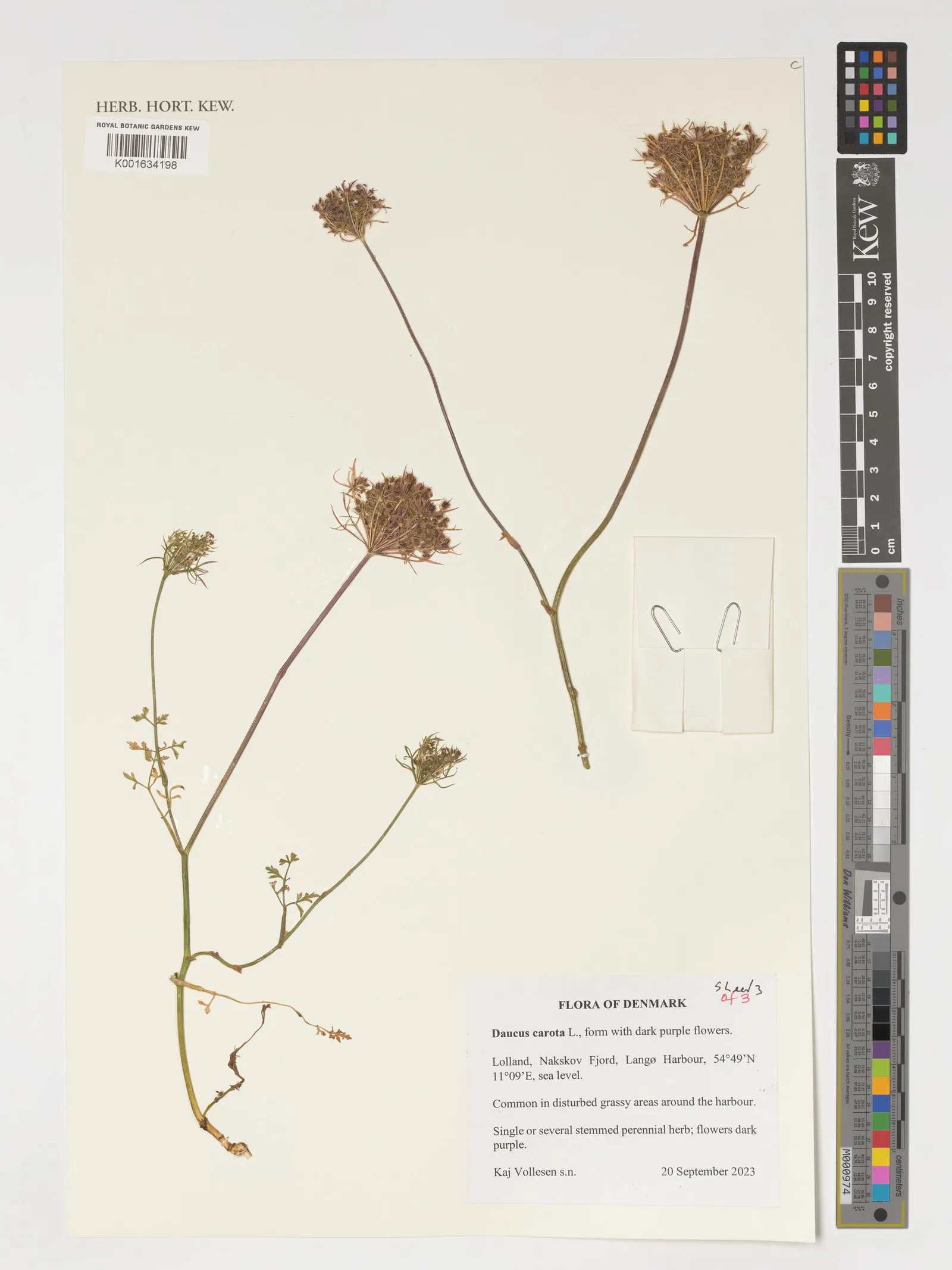 Daucus carota sativa carrot seed oil 7