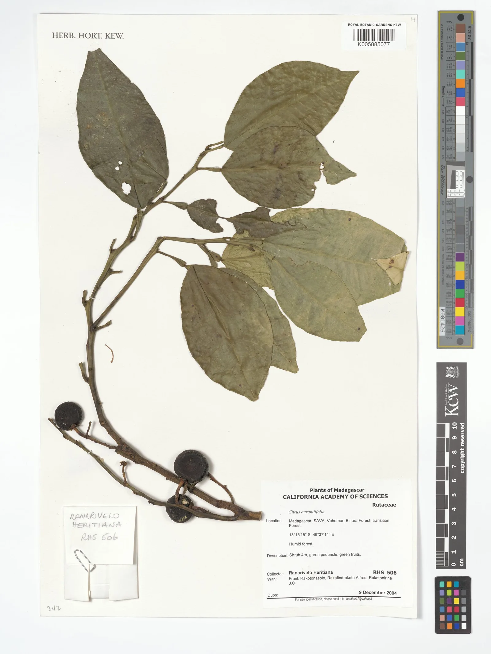 Citrus aurantifolia (Lime) peel powder 4