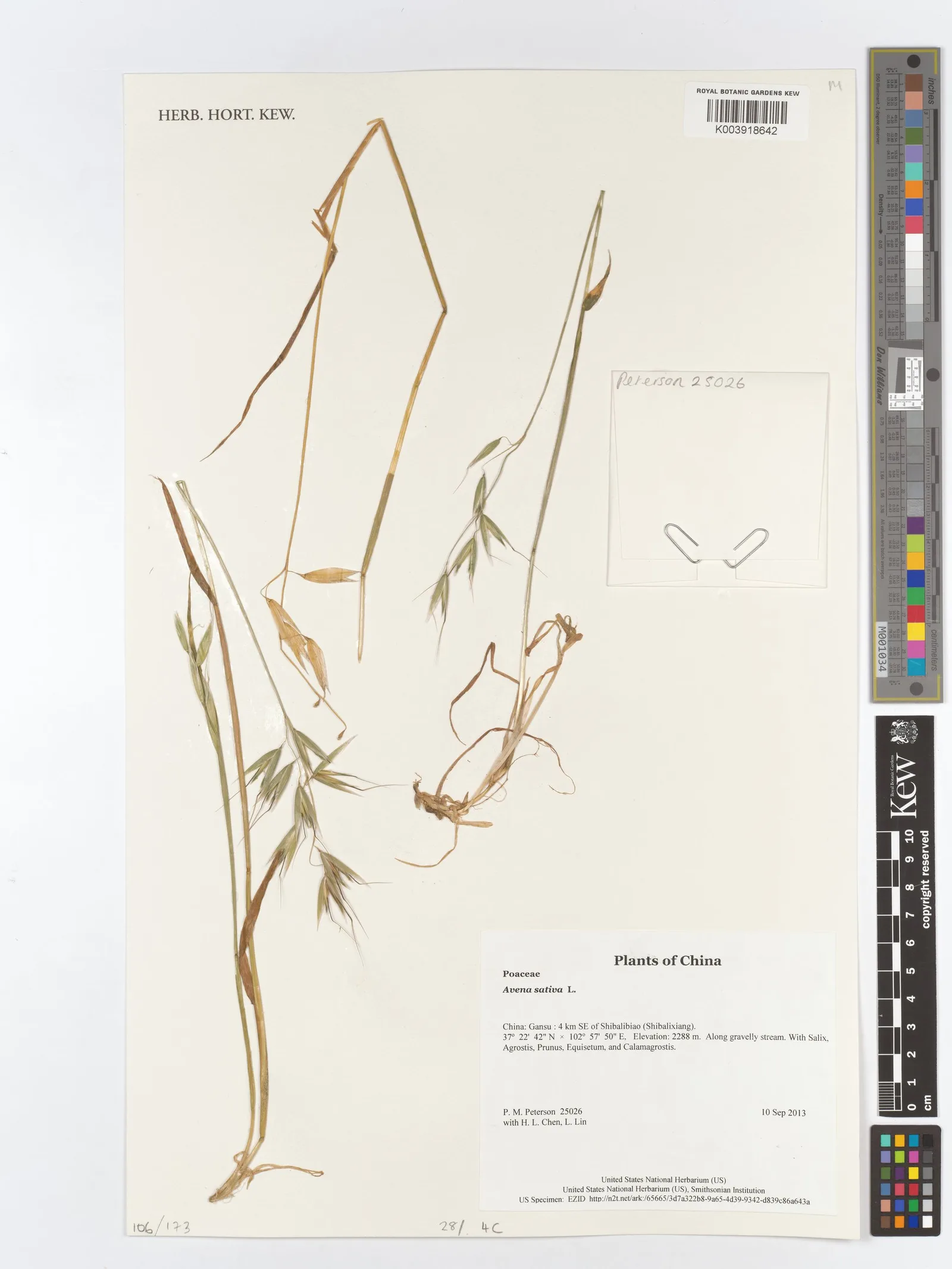 Avena sativa (Oat) kernel protein 2
