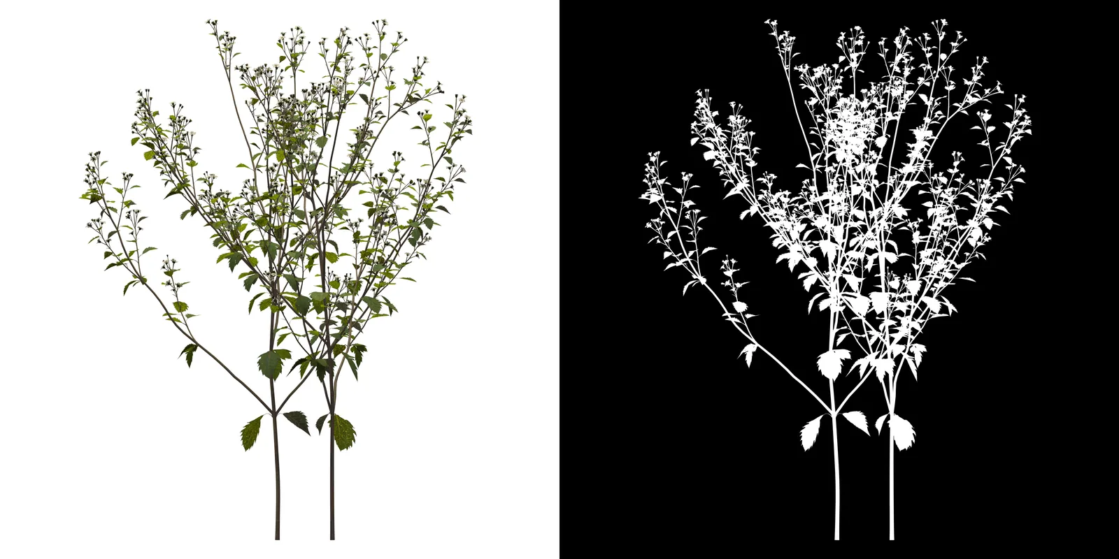 Bidens pilosa extract 1
