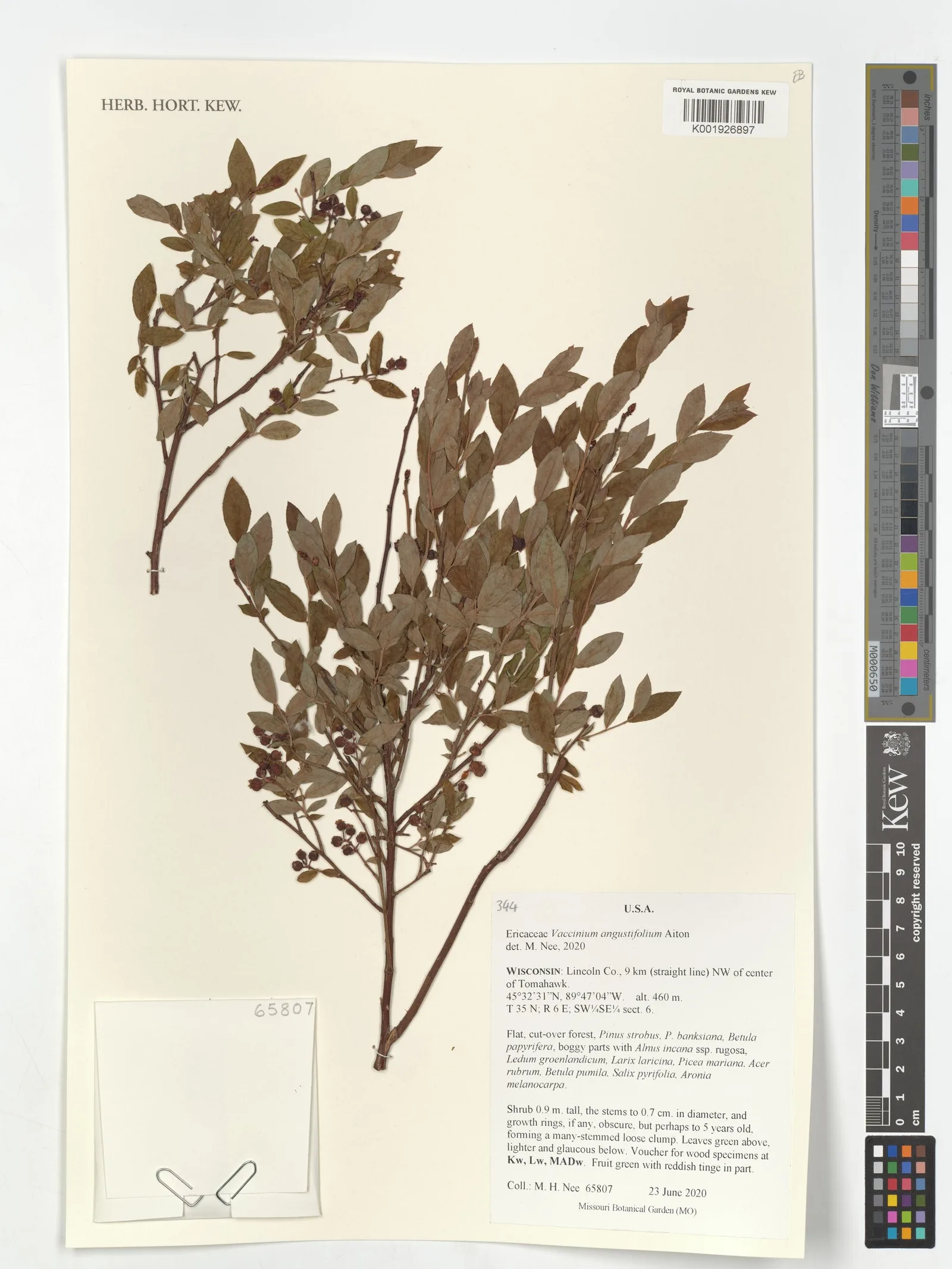 Vaccinium angustifolium blueberry fruit 4