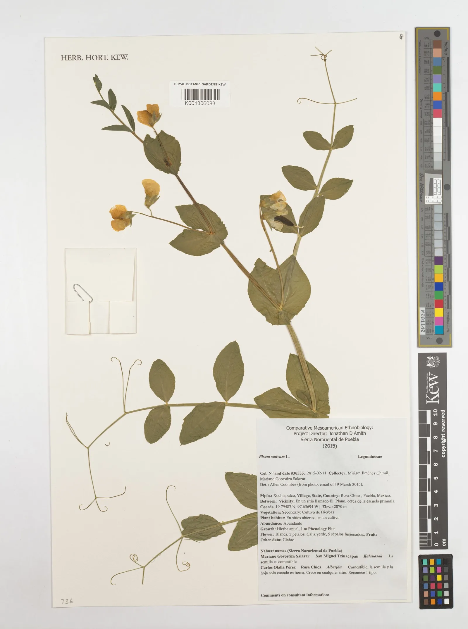 Pisum sativum (Pea) protein 3