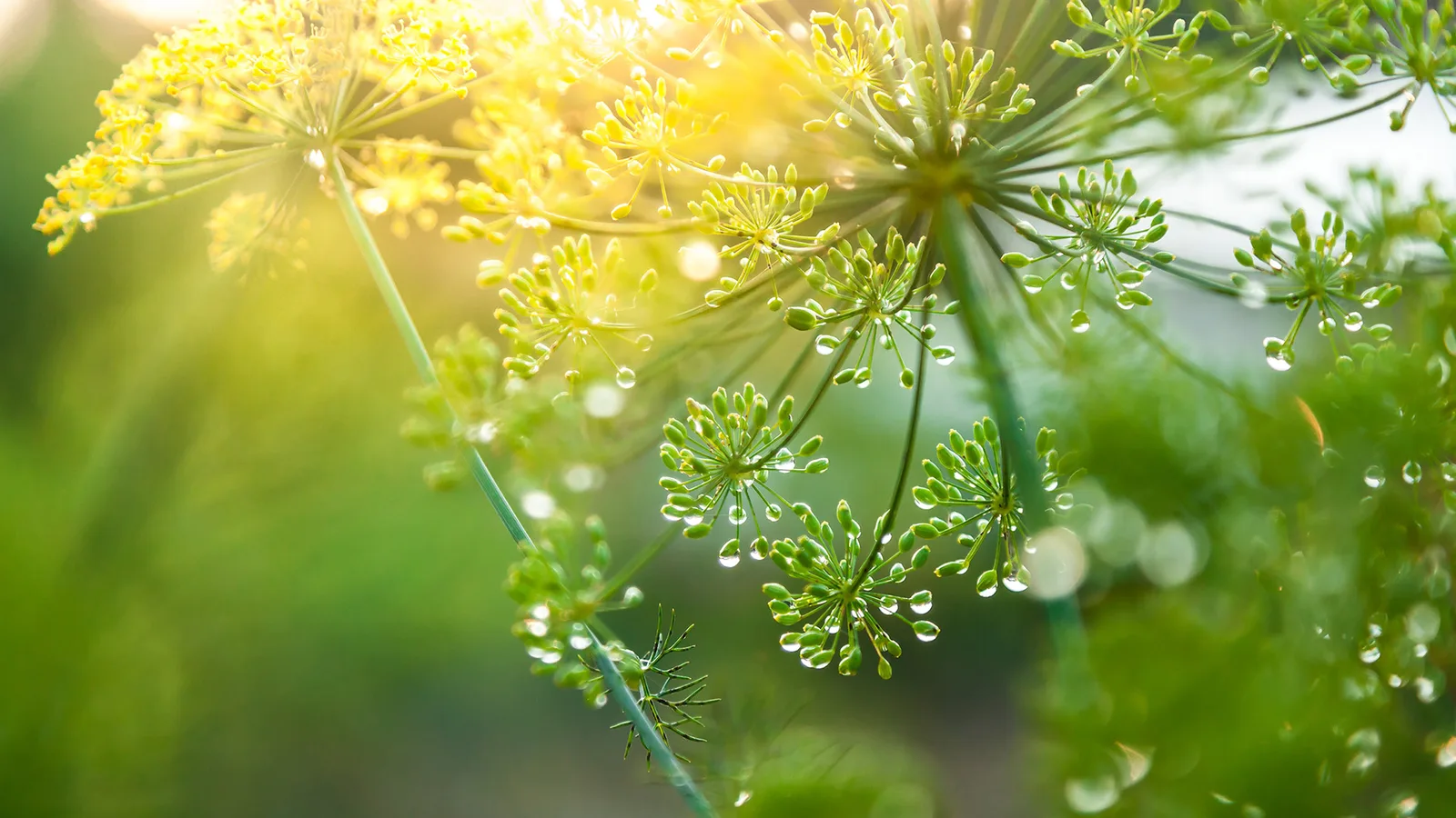 Foeniculum vulgare (Fennel) fruit oil 4