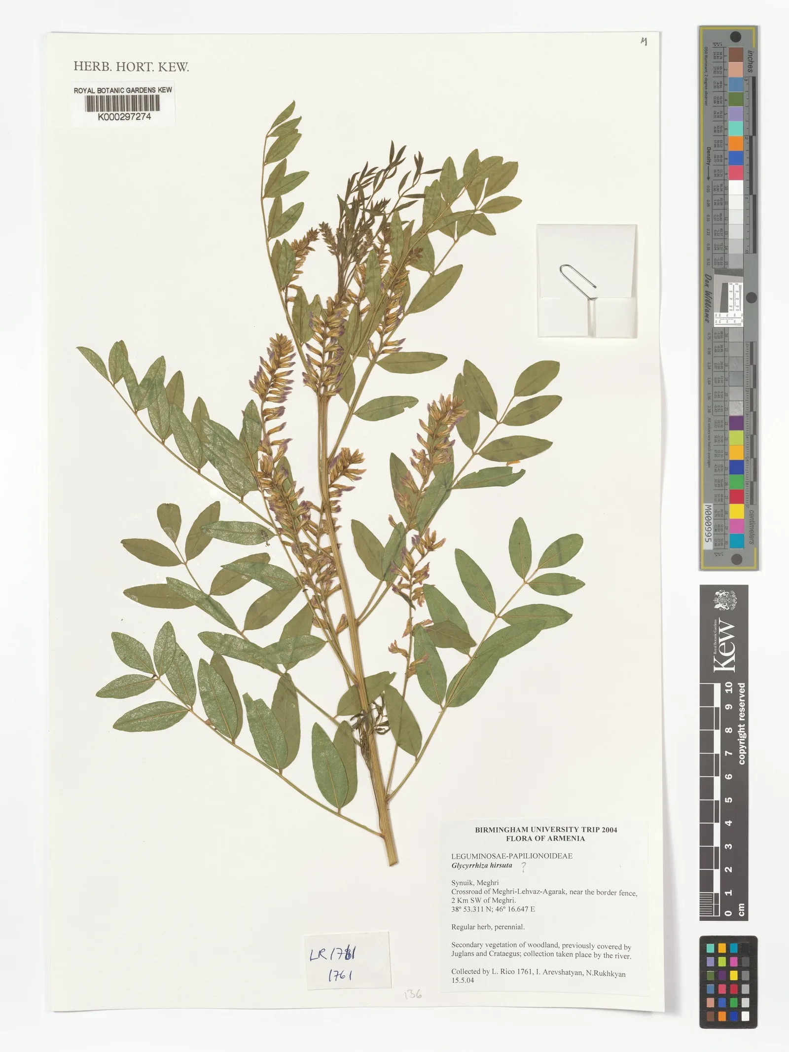 Glycyrrhiza glabra (Licorice) 2