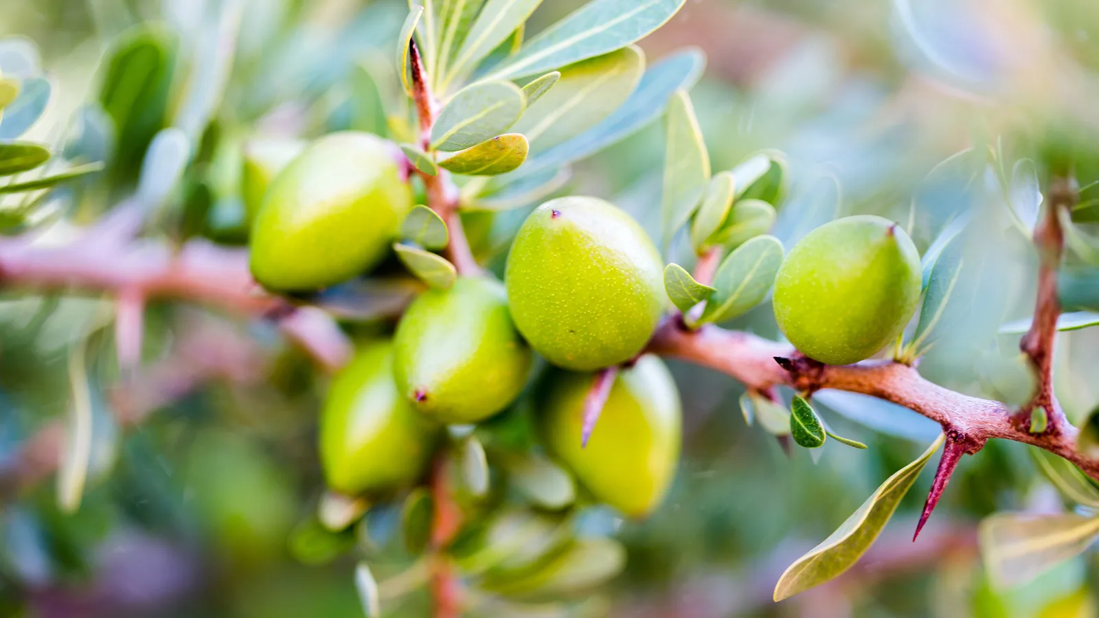 Argania spinosa kernel oil 5