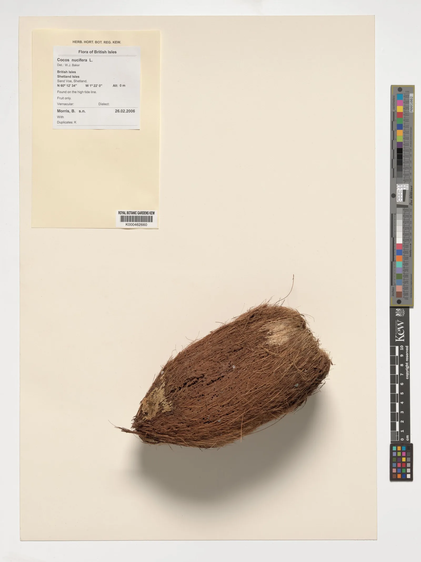 Cocos nucifera (Coconut) water 6