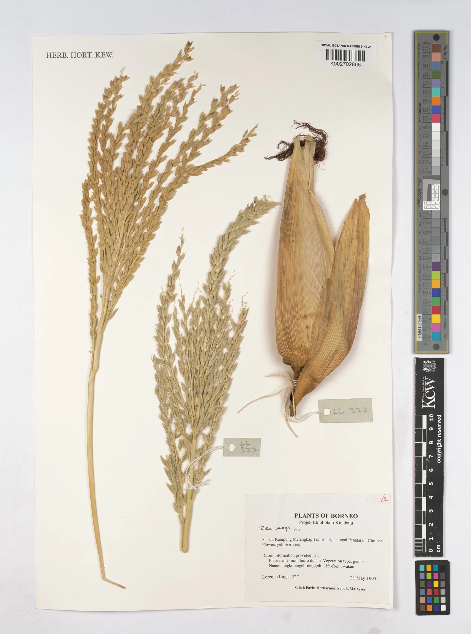 Zea mays (Corn) starch 6