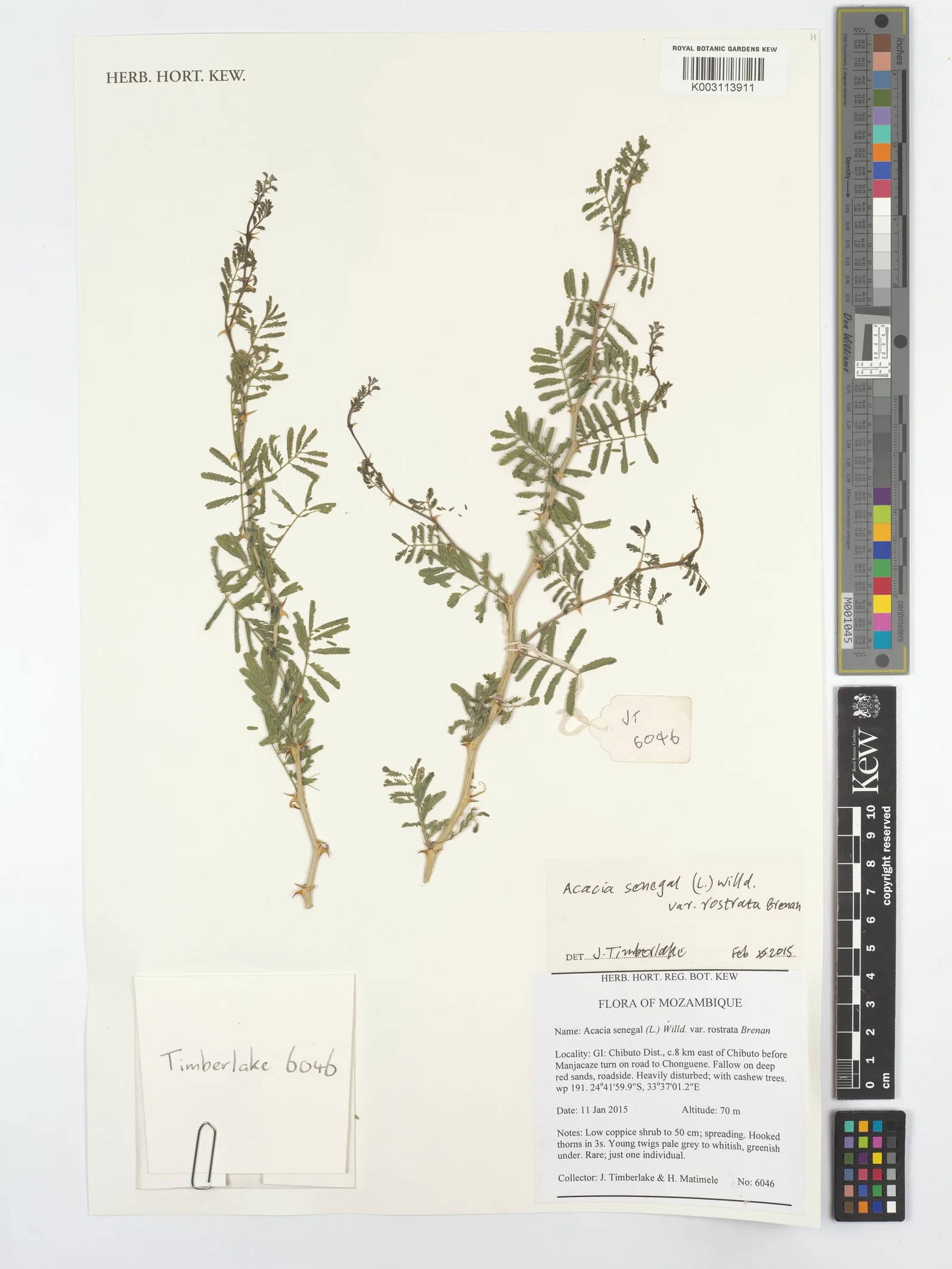 Acacia Senegal 4