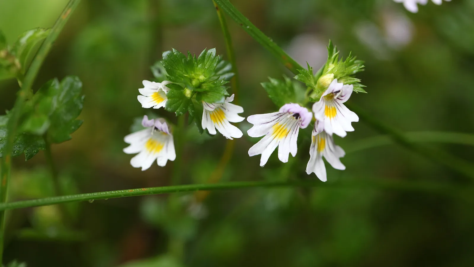 Euphrasia officinalis (Eyebright) extract 3