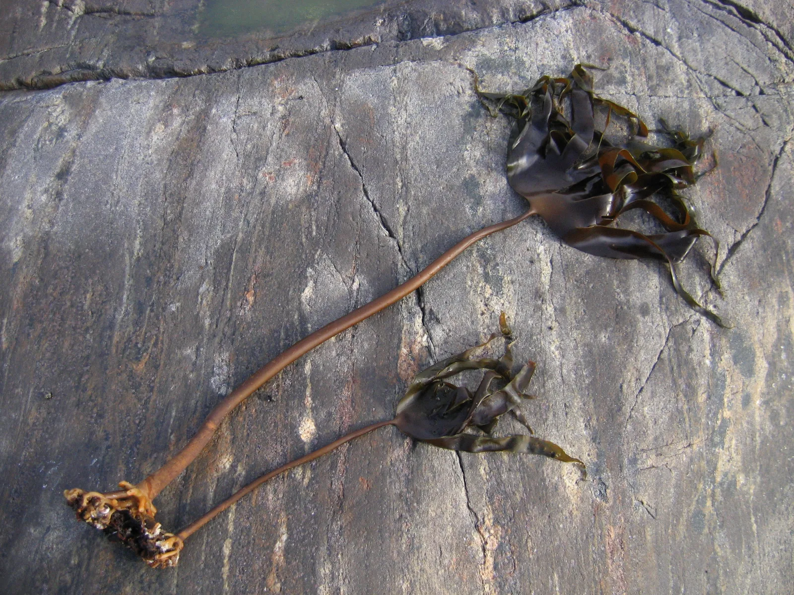 Laminaria cloustoni extract 5