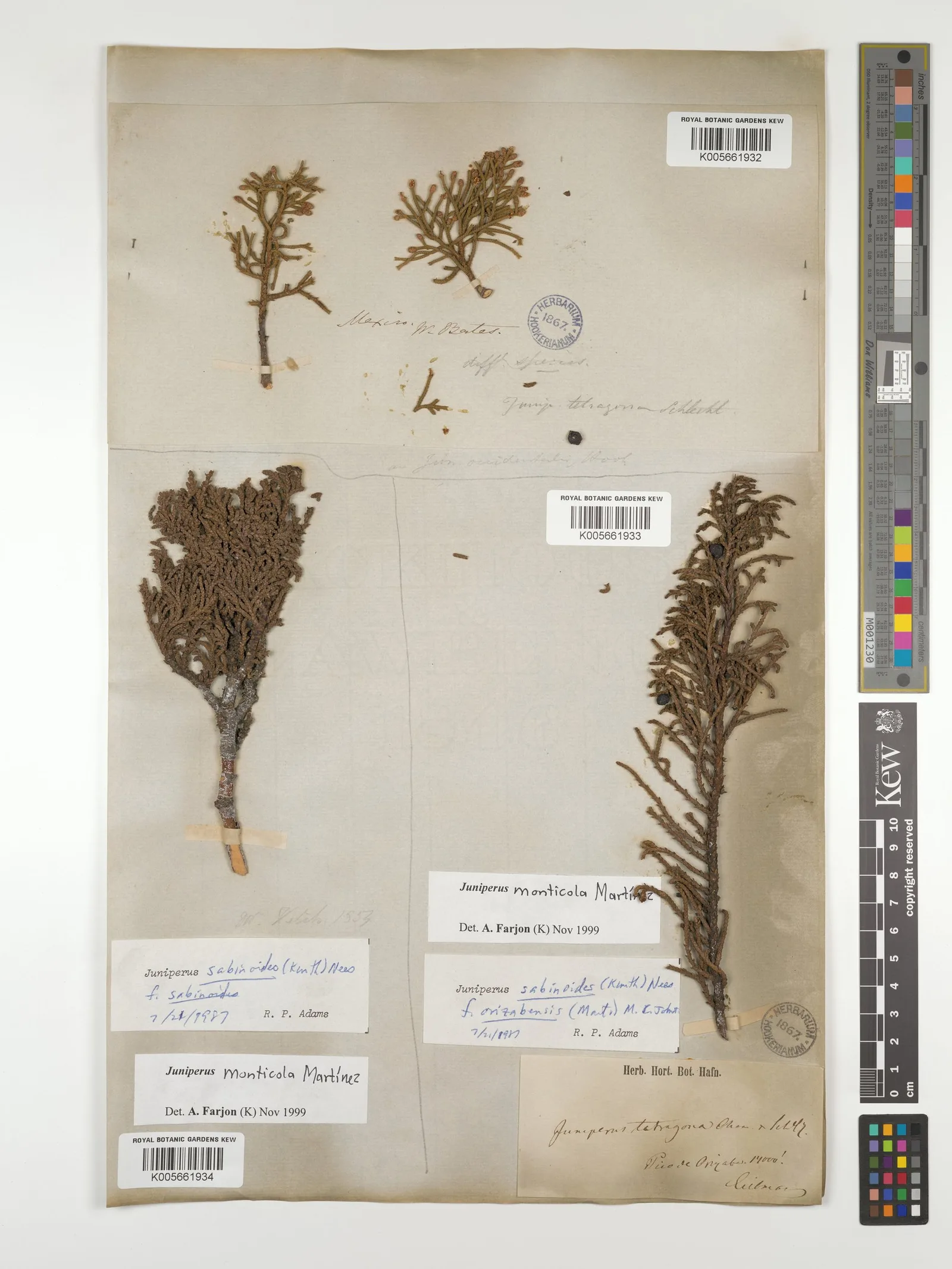 Juniperus mexicana oil 7