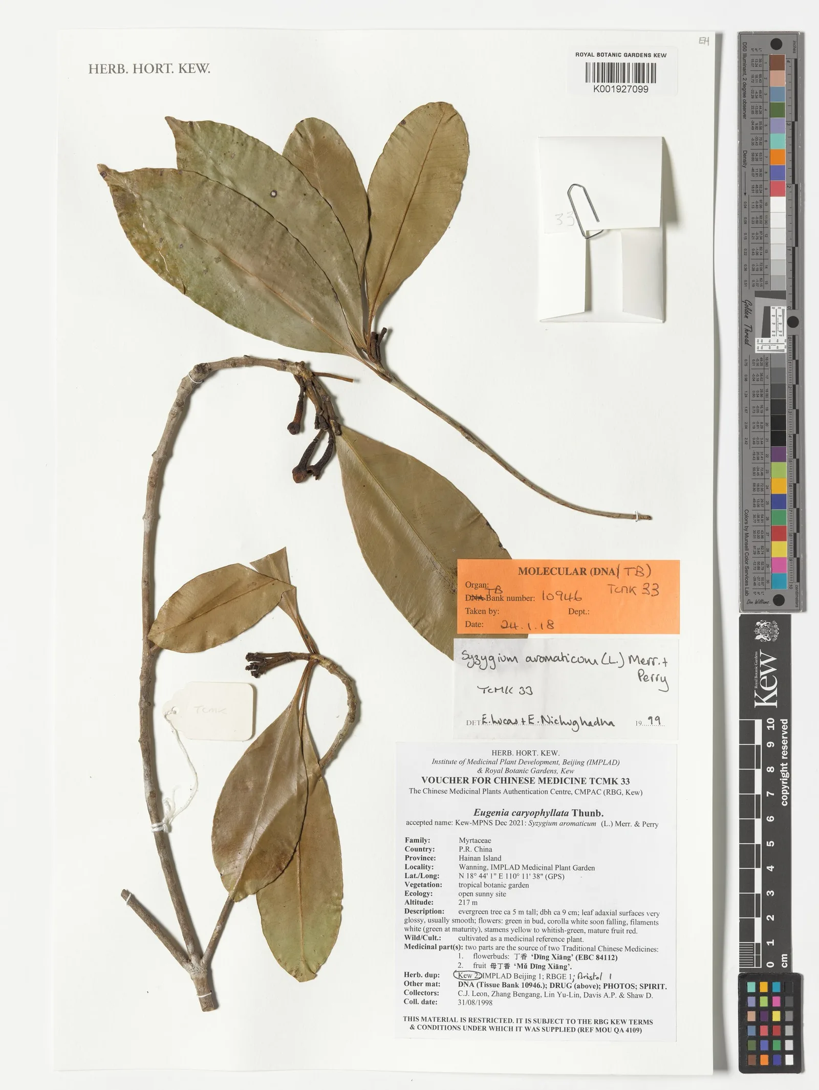Syzygium aromaticum (Clove) bud 6