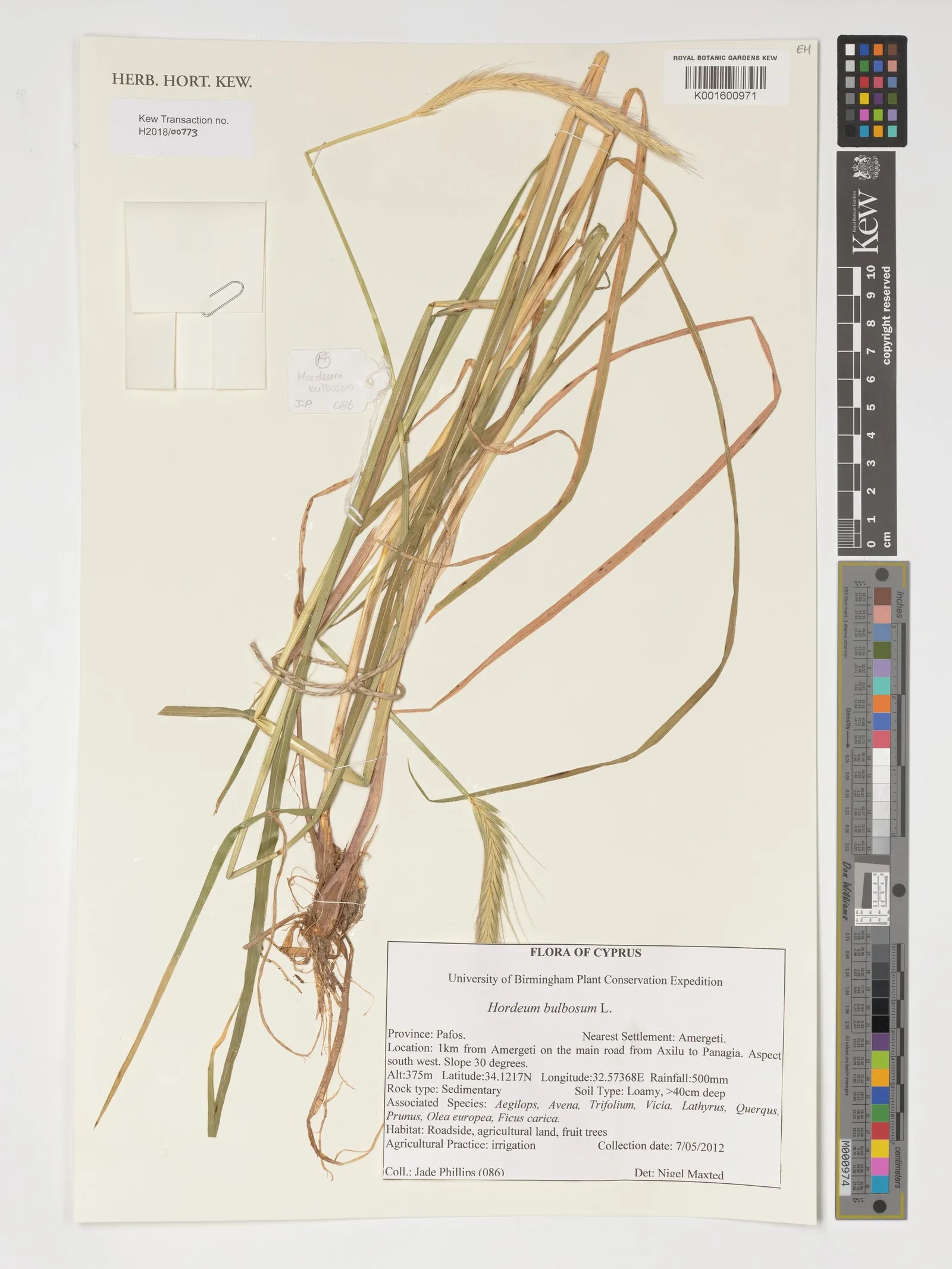 Triticum vulgare (Wheat) bran lipids 7