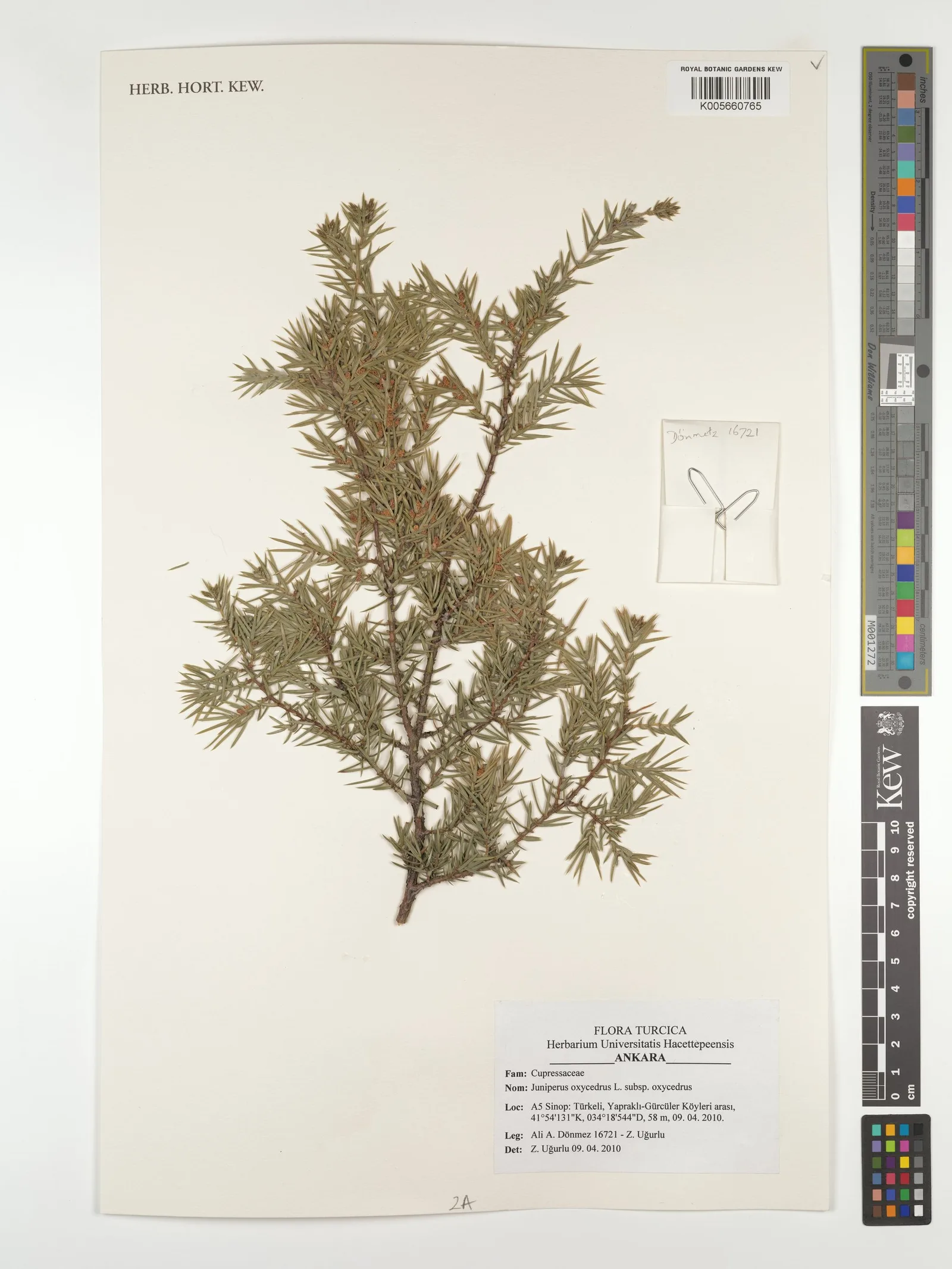Juniperus Oxycedrus Wood Tar 5
